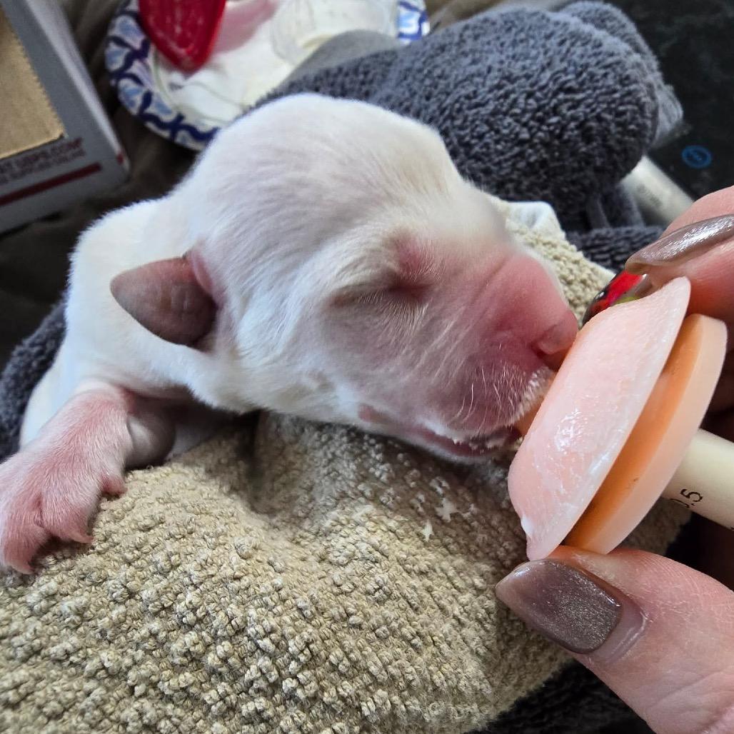 Enlarge Oshki (New), a Adoptable Shepherd in Brainerd, MN image 6/6