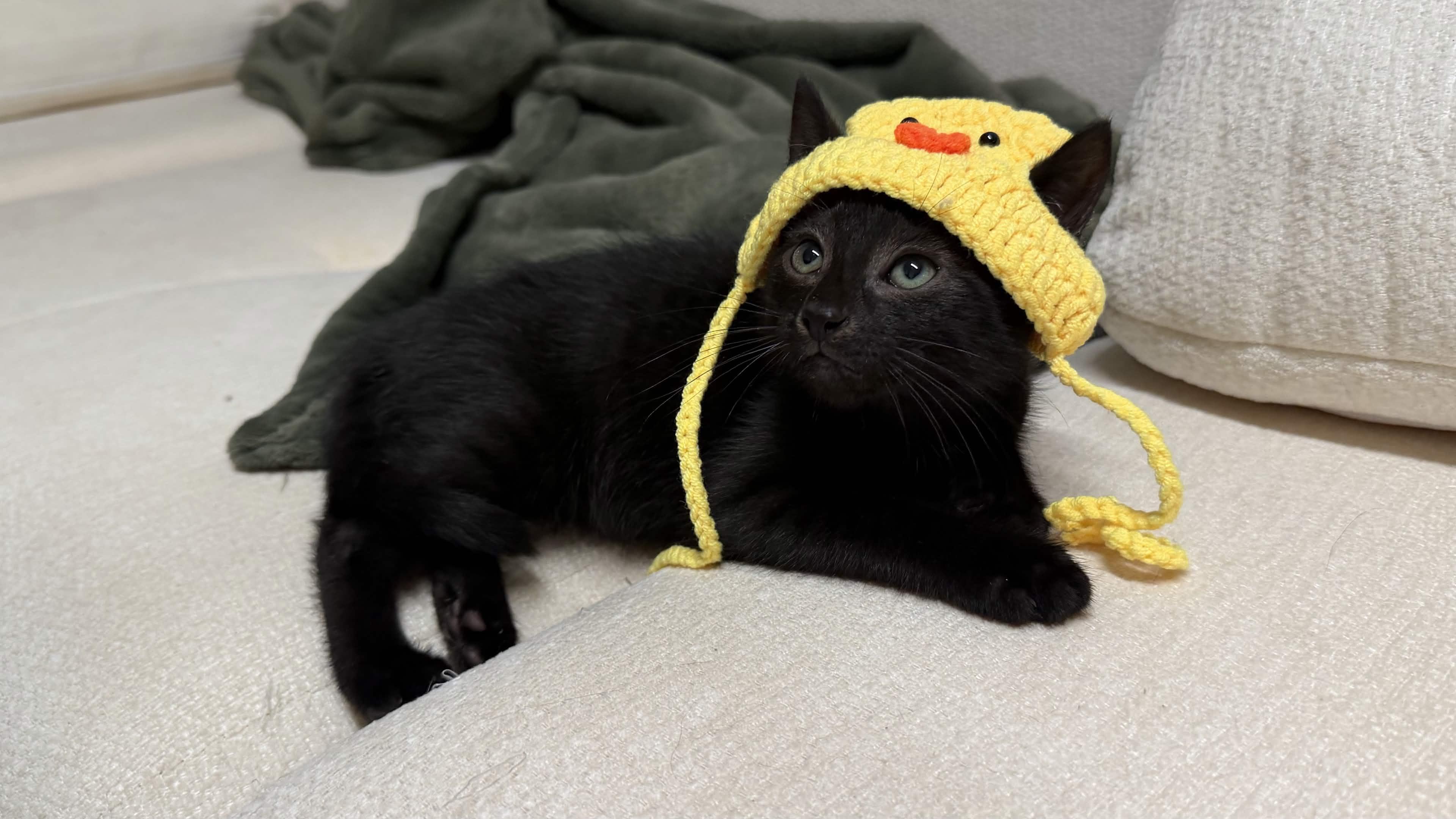 Enlarge Midnight & Panda, a Adoptable Domestic Short Hair in Weehawken, NJ image 3/6