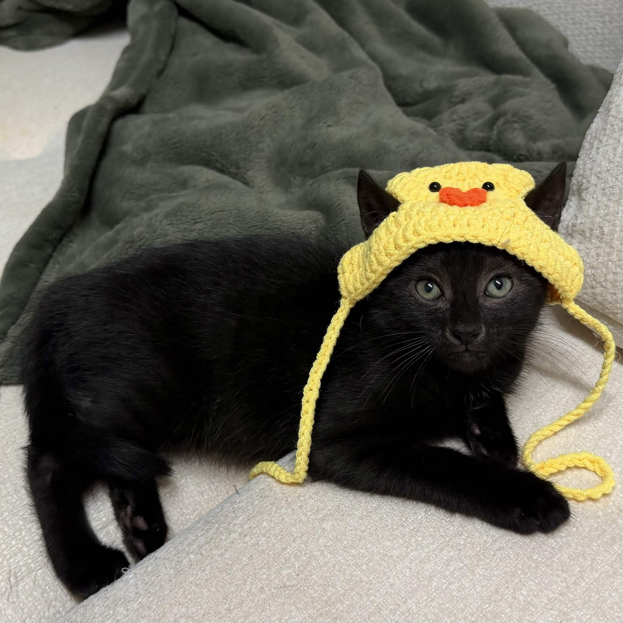 Enlarge Midnight & Panda, a Adoptable Domestic Short Hair in Weehawken, NJ image 1/6