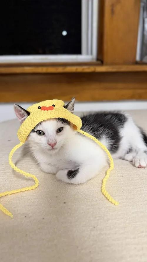 Enlarge Midnight & Panda, a Adoptable Domestic Short Hair in Weehawken, NJ image 2/6