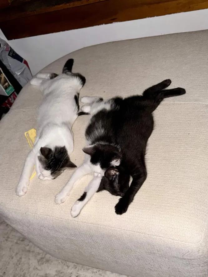 Enlarge Midnight & Panda, a Adoptable Domestic Short Hair in Weehawken, NJ image 6/6
