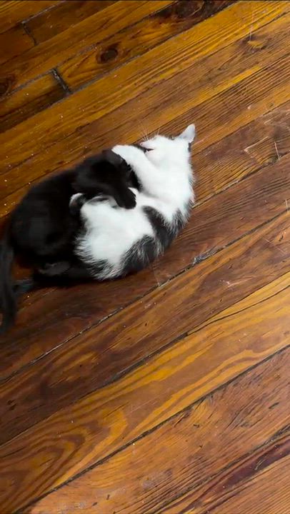 Enlarge Midnight & Panda, a Adoptable Domestic Short Hair in Weehawken, NJ video 4/6