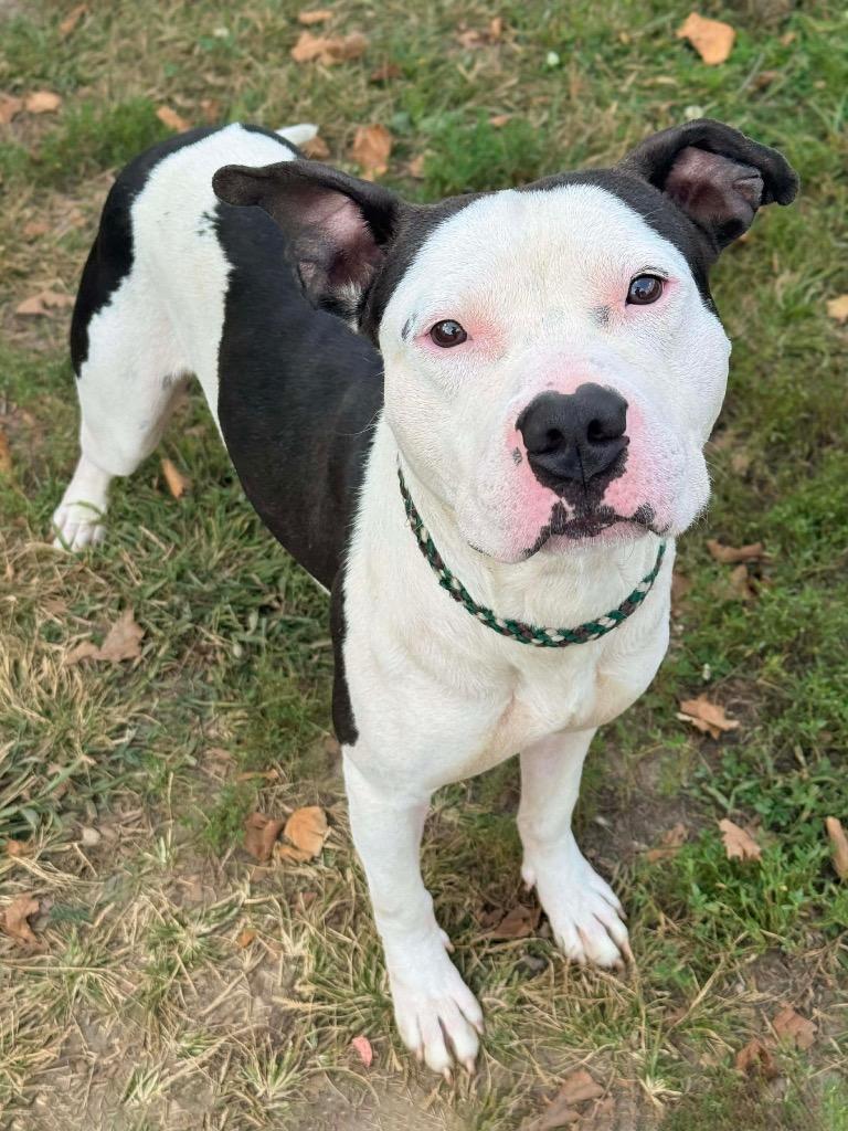 Rocco, Adoptable, Adult Male Terrier.