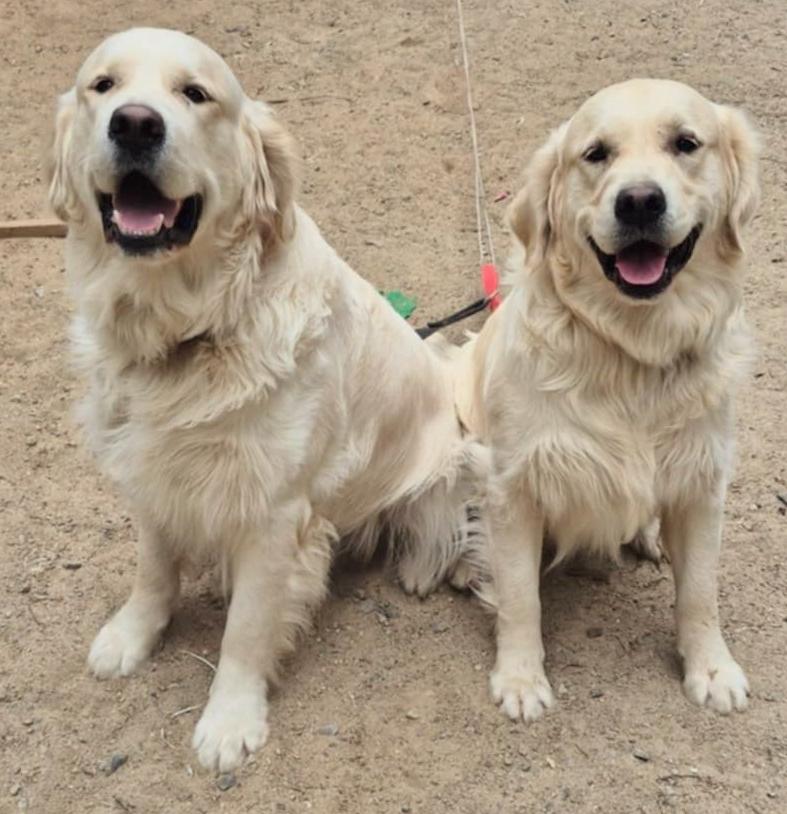 Buddy 4