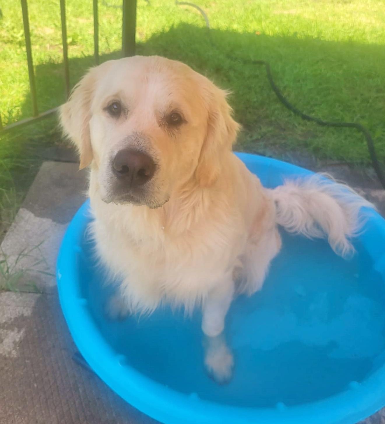 Buddy