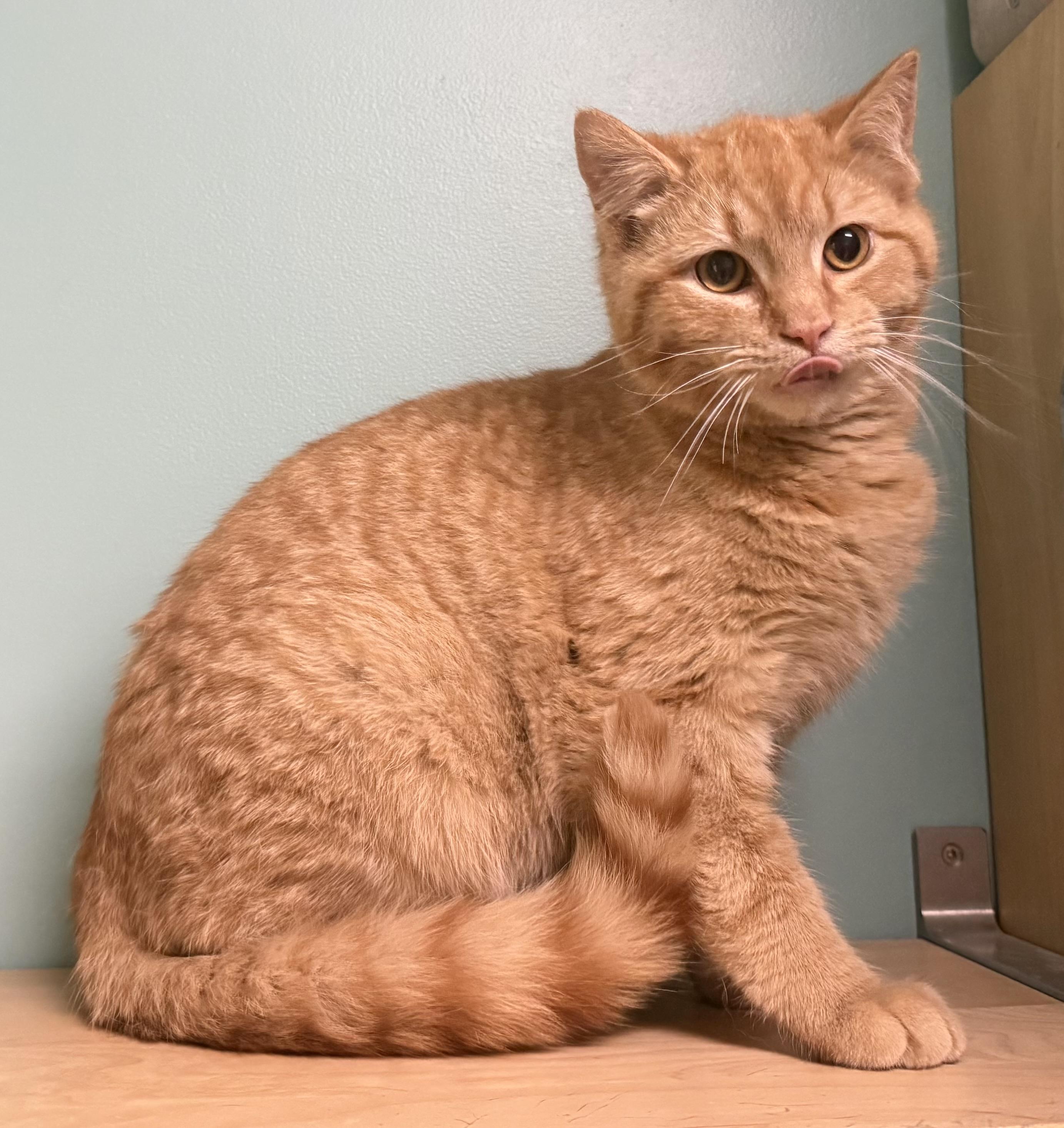 Enlarge Flare, a Adoptable Domestic Short Hair in Amery, WI image 2/3