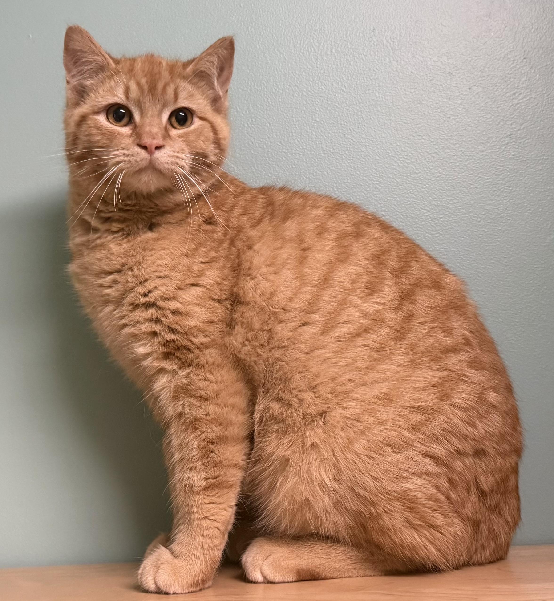Enlarge Flare, a Adoptable Domestic Short Hair in Amery, WI image 3/3