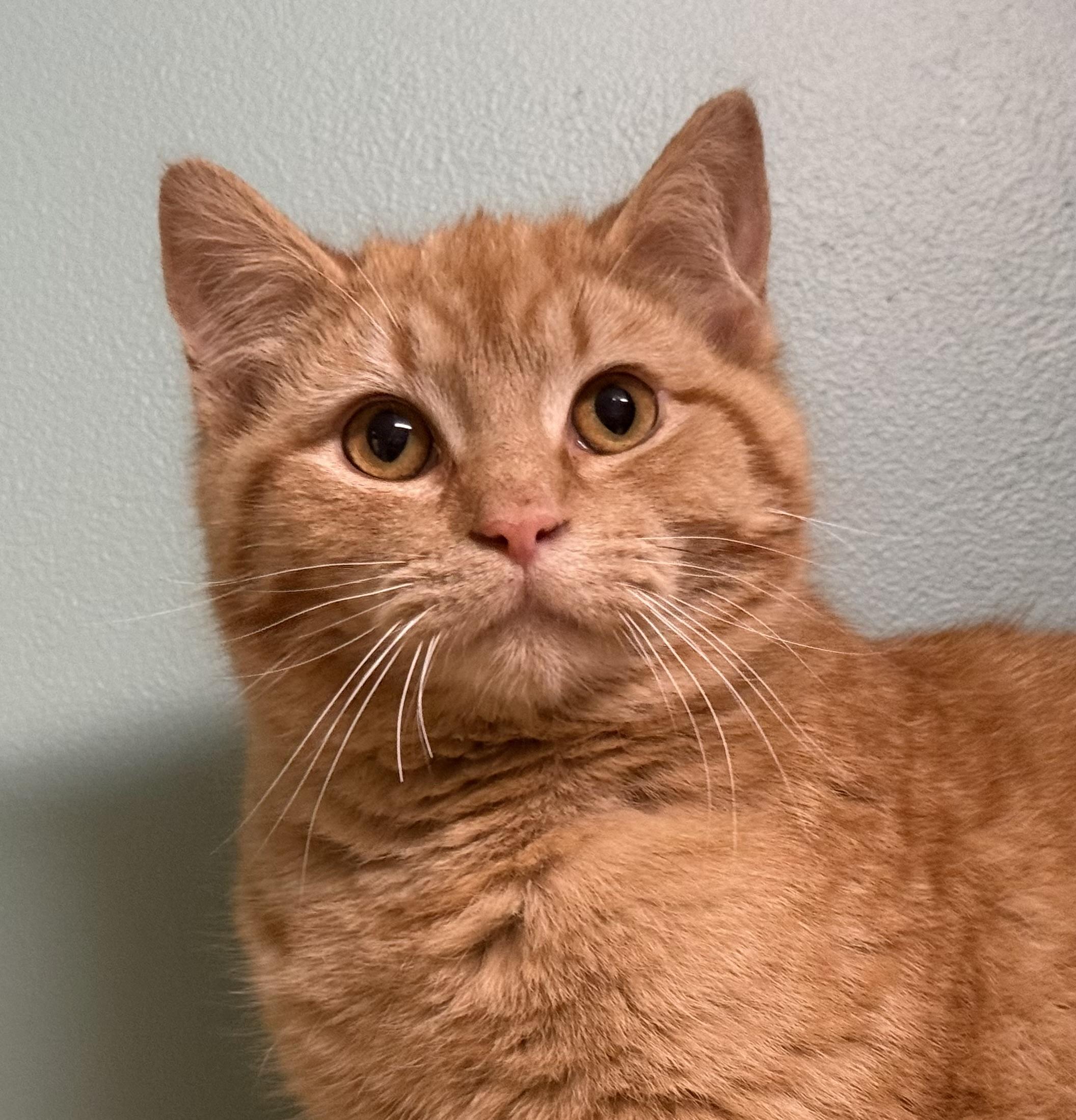 Flare, Adoptable, Young Male Domestic Short Hair.