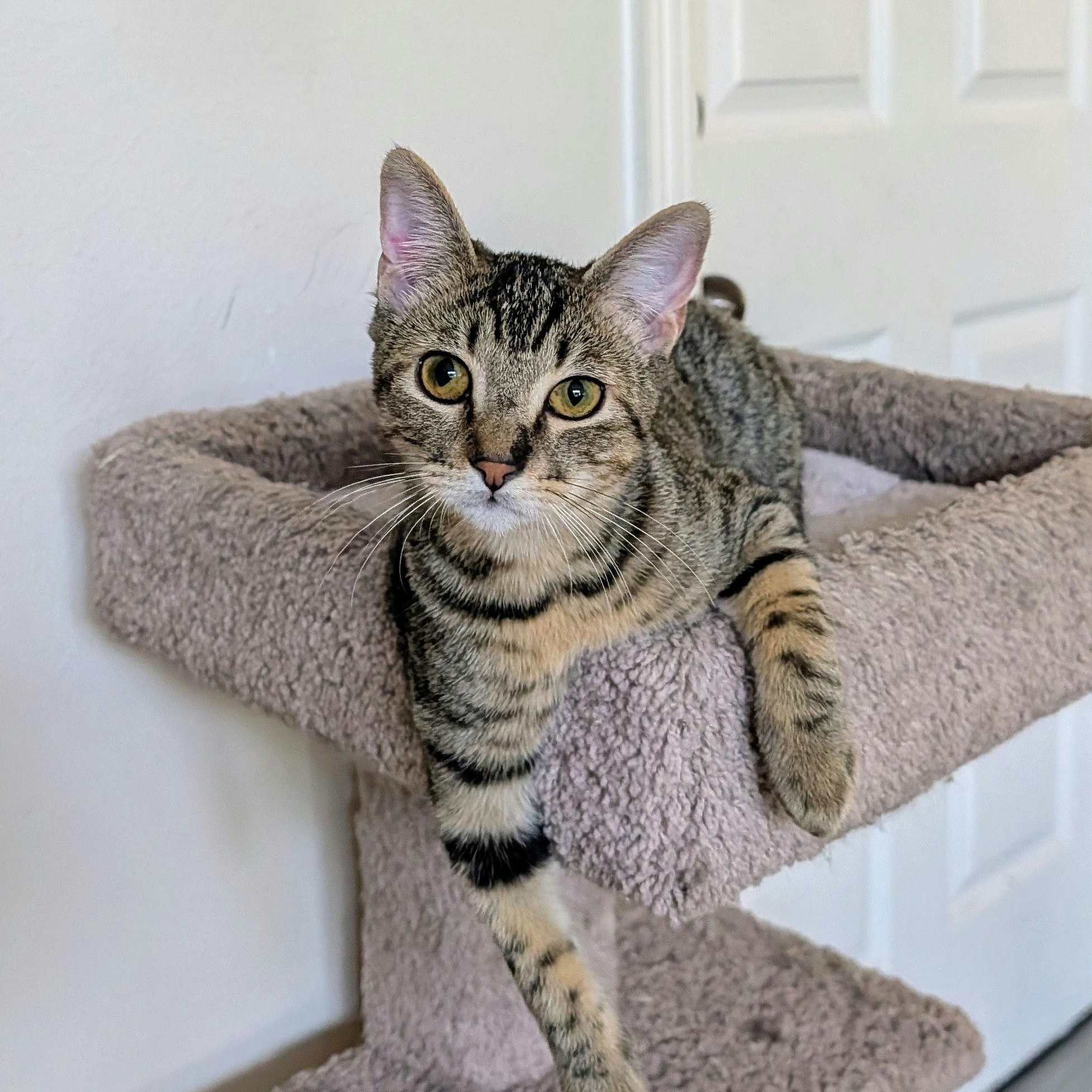 Enlarge Golden Honey, a Adoptable Domestic Short Hair in Houston, TX image 3/6