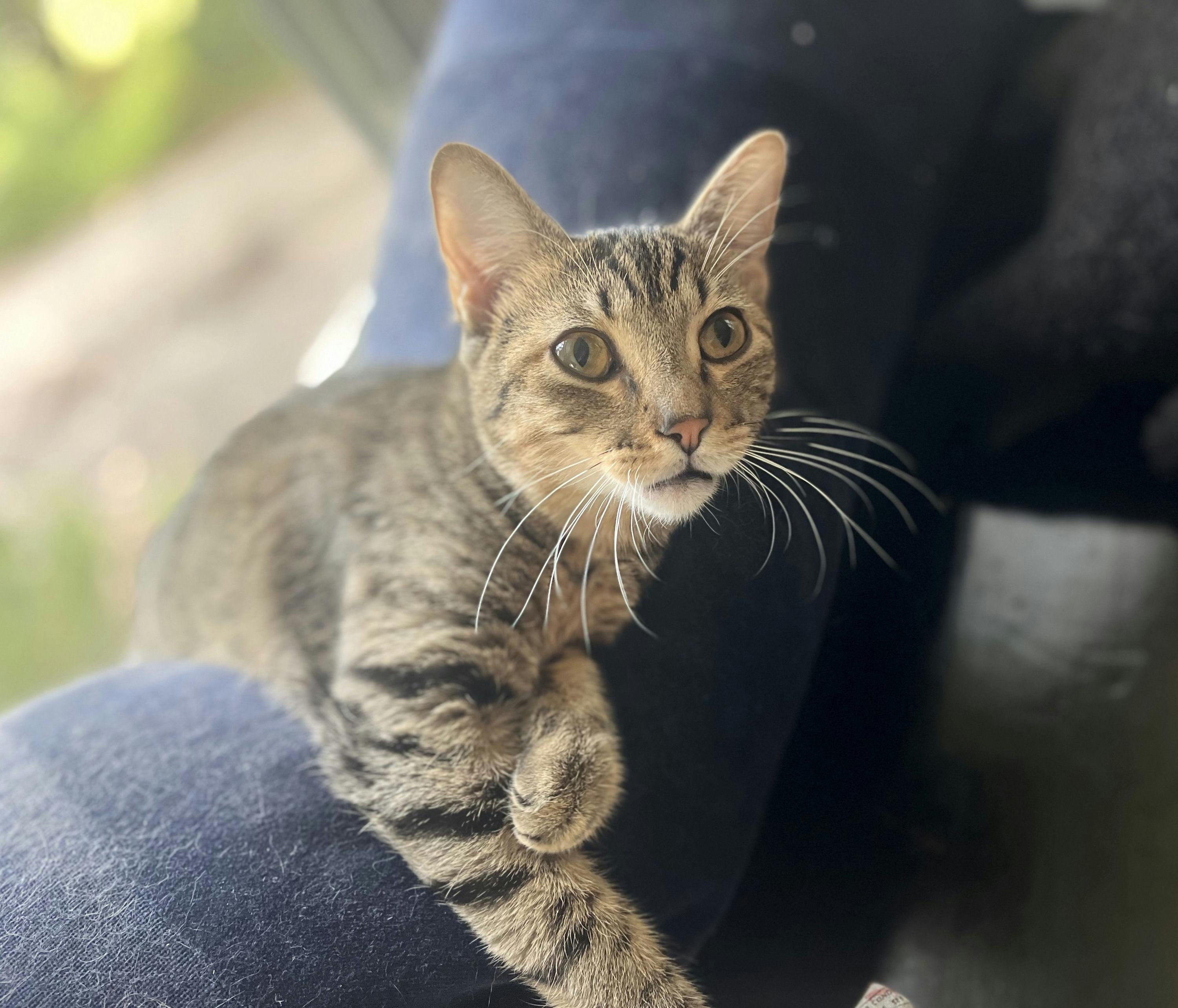 Golden Honey, Adoptable, Kitten Female Domestic Short Hair.
