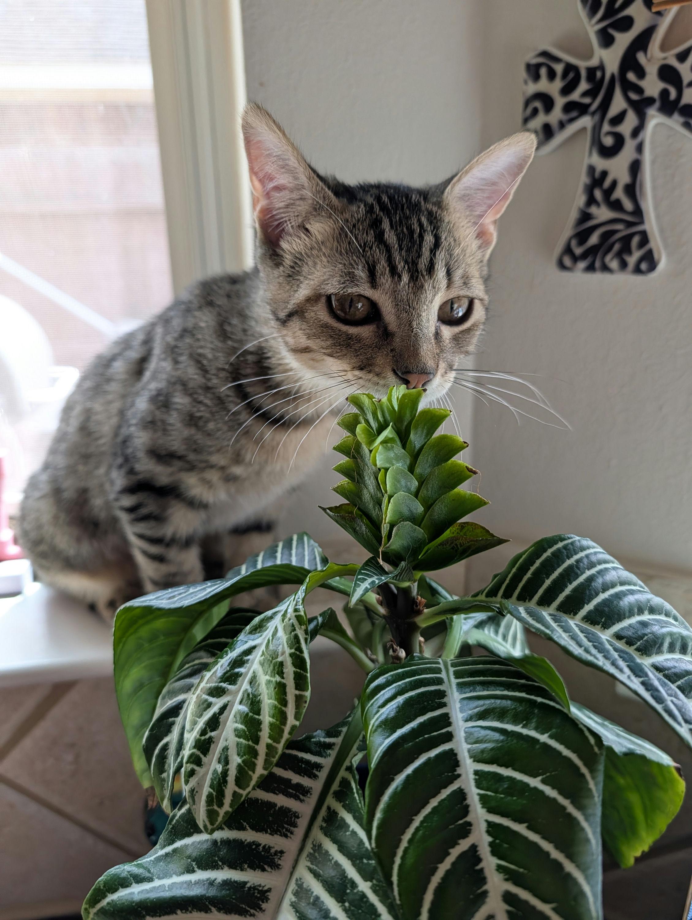 Enlarge Golden Honey, a Adoptable Domestic Short Hair in Houston, TX image 6/6