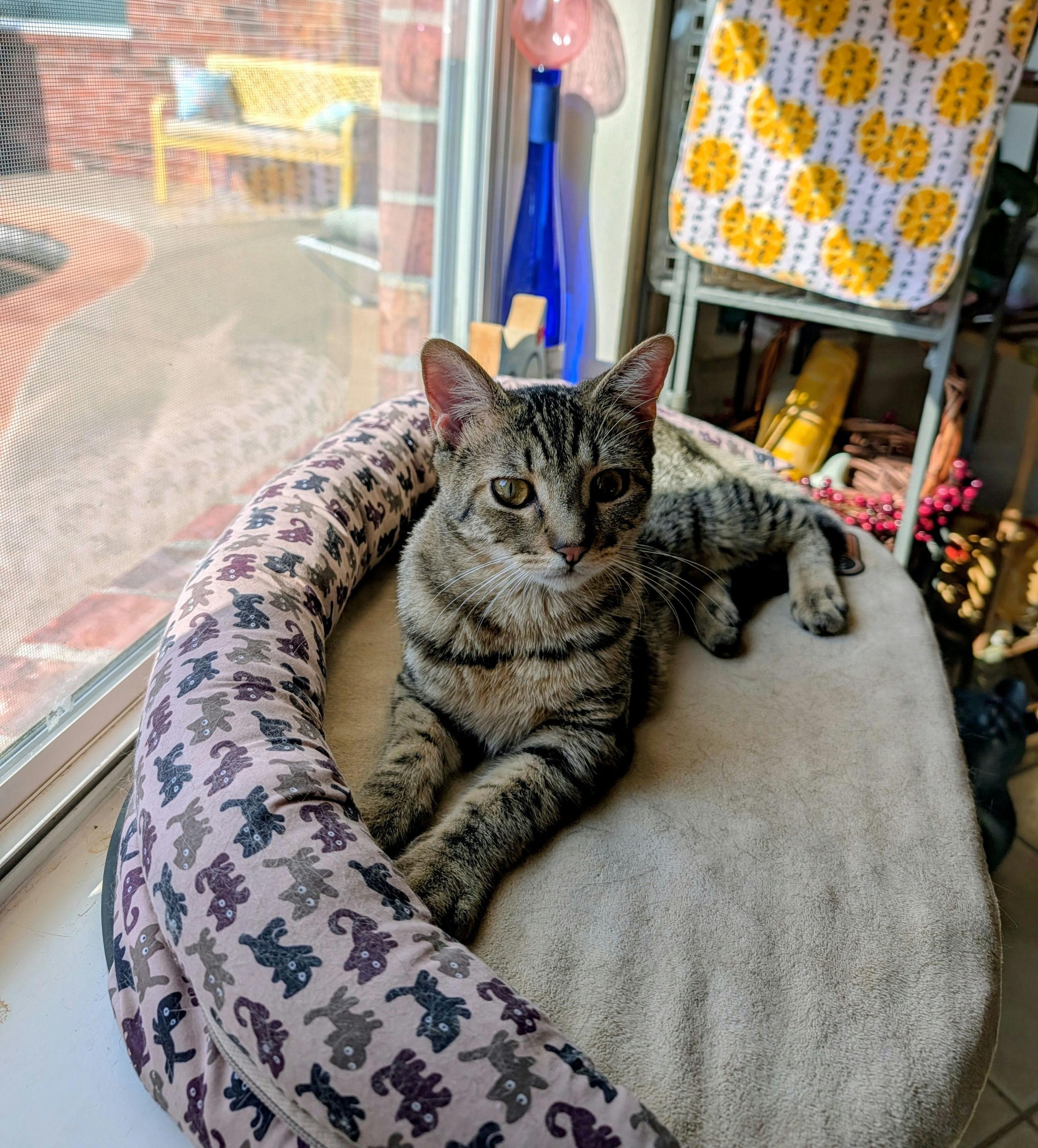 Enlarge Golden Honey, a Adoptable Domestic Short Hair in Houston, TX image 2/6