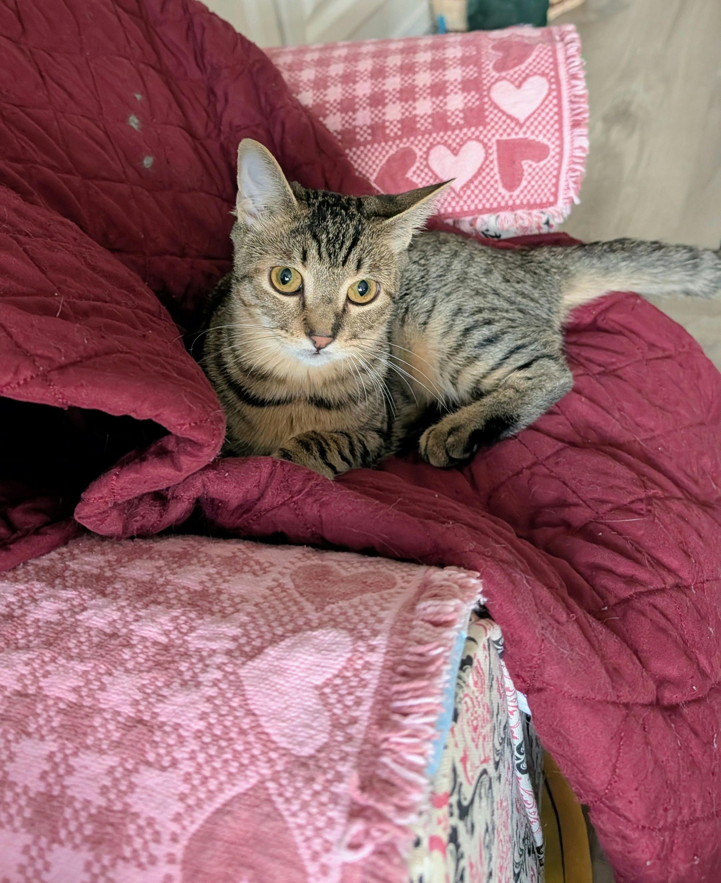 Enlarge Golden Honey, a Adoptable Domestic Short Hair in Houston, TX image 4/6