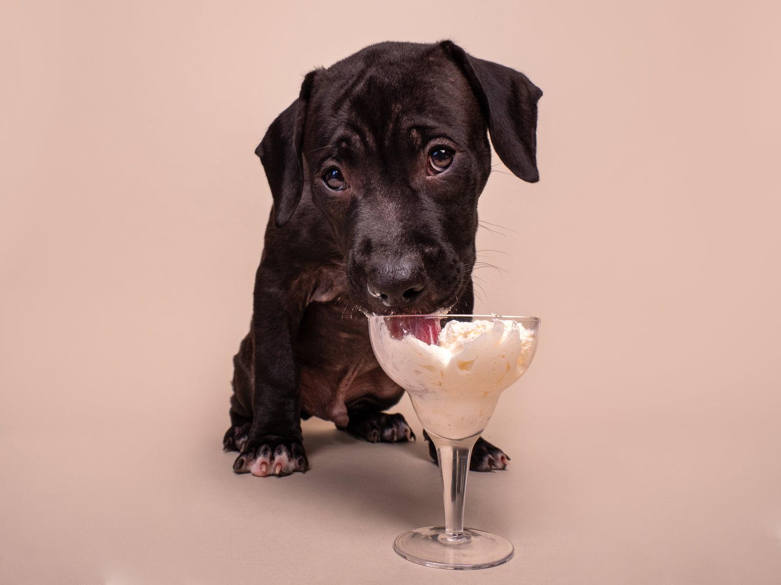 Hi-C, Adoptable, Puppy Male Boxer & Pit Bull Terrier.