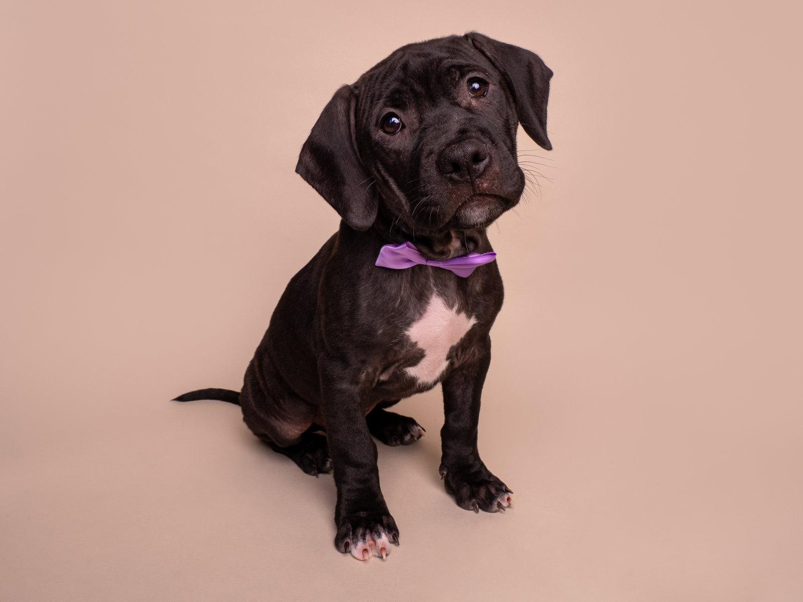 Enlarge Hi-C, a Adoptable mixed breed in Palo Alto, CA image 2/3