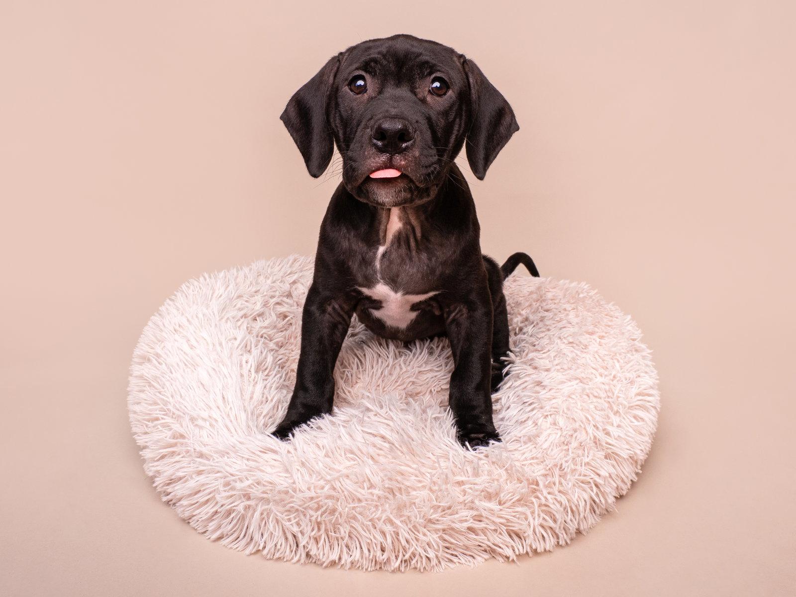 Enlarge Hi-C, a Adoptable mixed breed in Palo Alto, CA image 3/3