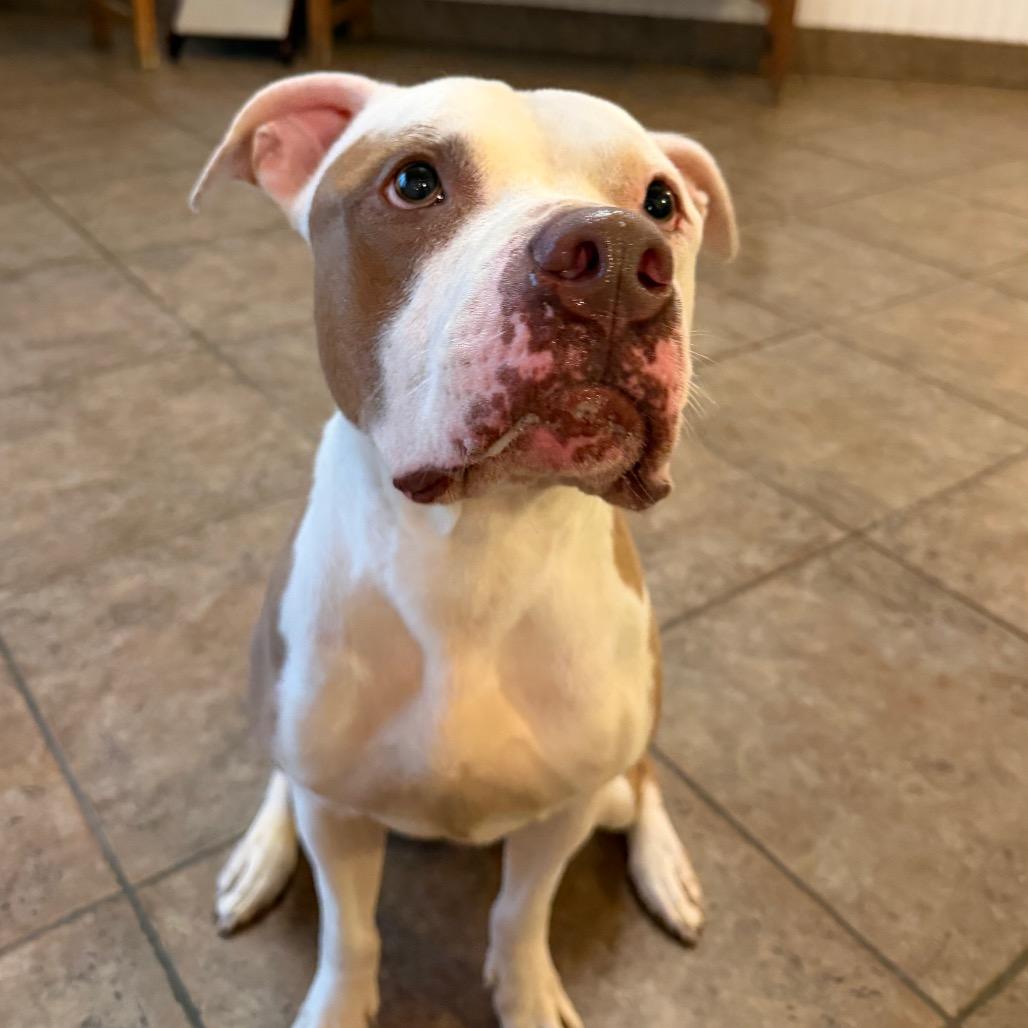 "McFly", Adoptable, Adult Male Staffordshire Bull Terrier.