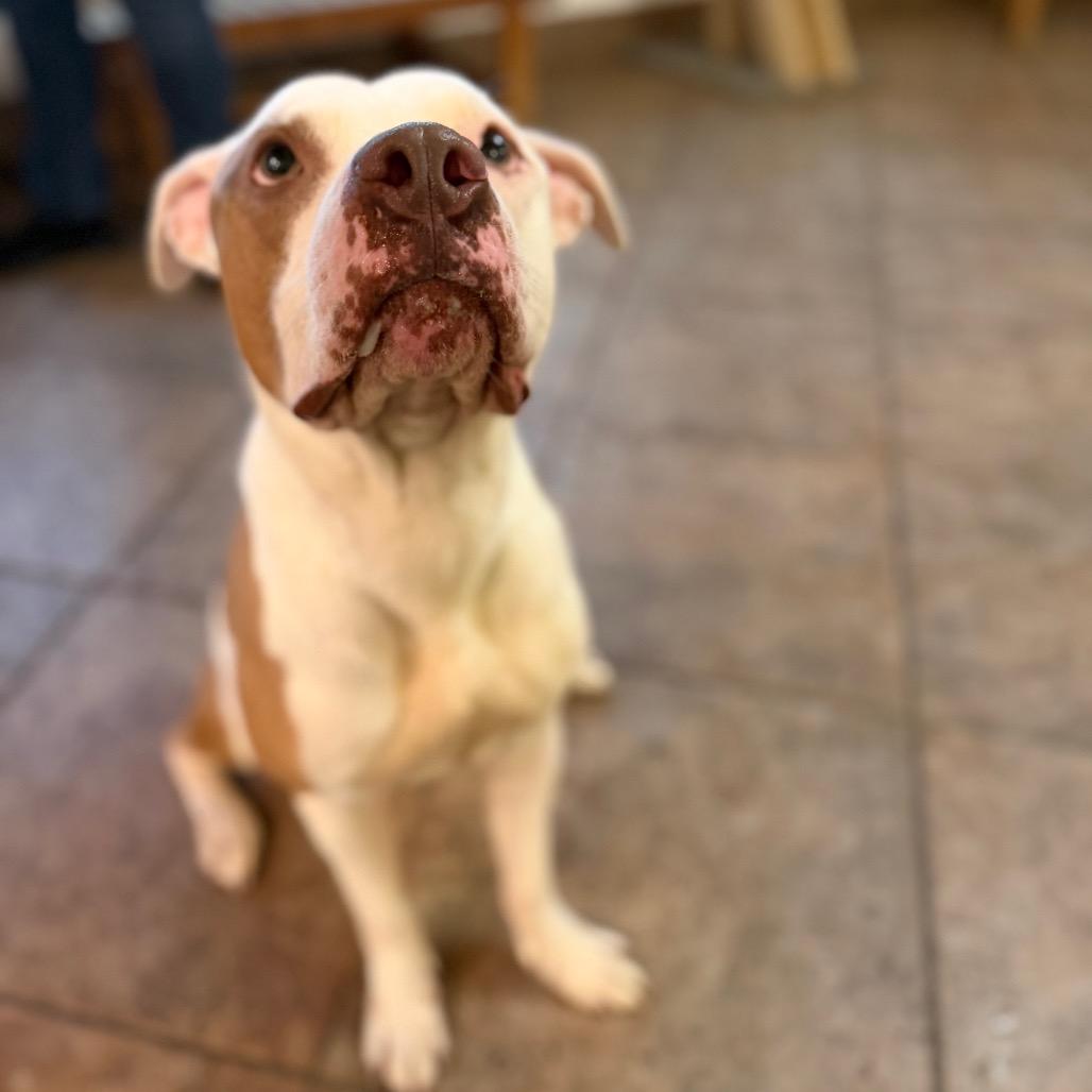 Enlarge "McFly", a Adoptable Staffordshire Bull Terrier in Conshohocken, PA image 2/6