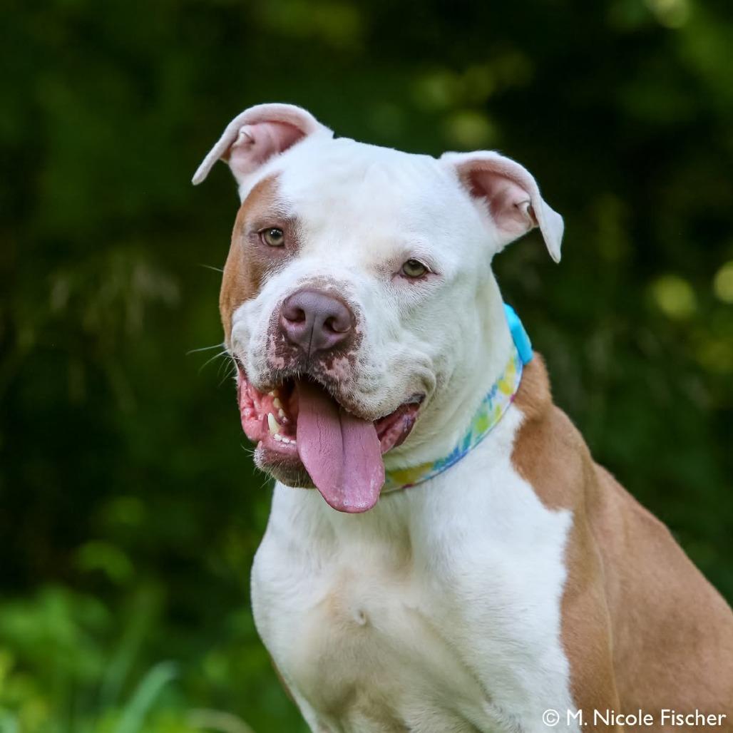 "McFly", a Adoptable Staffordshire Bull Terrier in Conshohocken, PA image 3/6