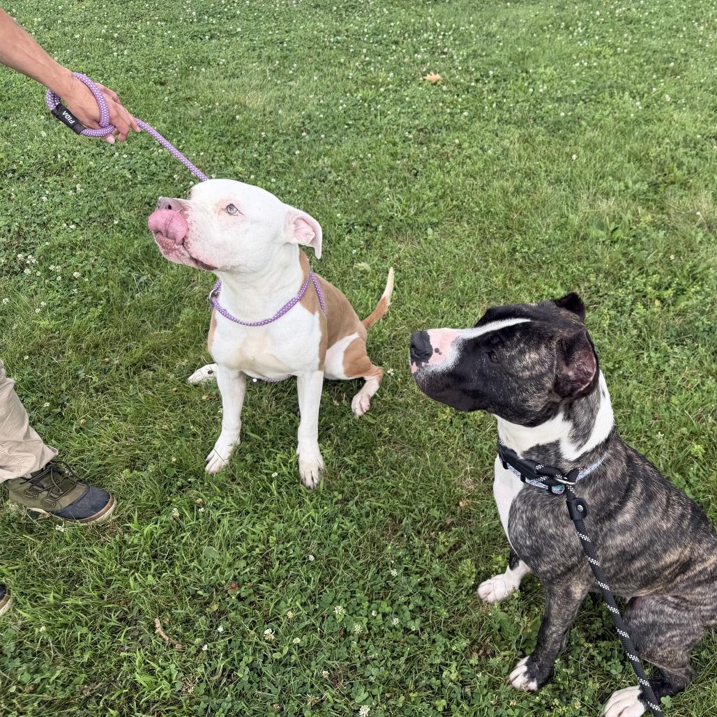 Enlarge "McFly", a Adoptable Staffordshire Bull Terrier in Conshohocken, PA image 3/6