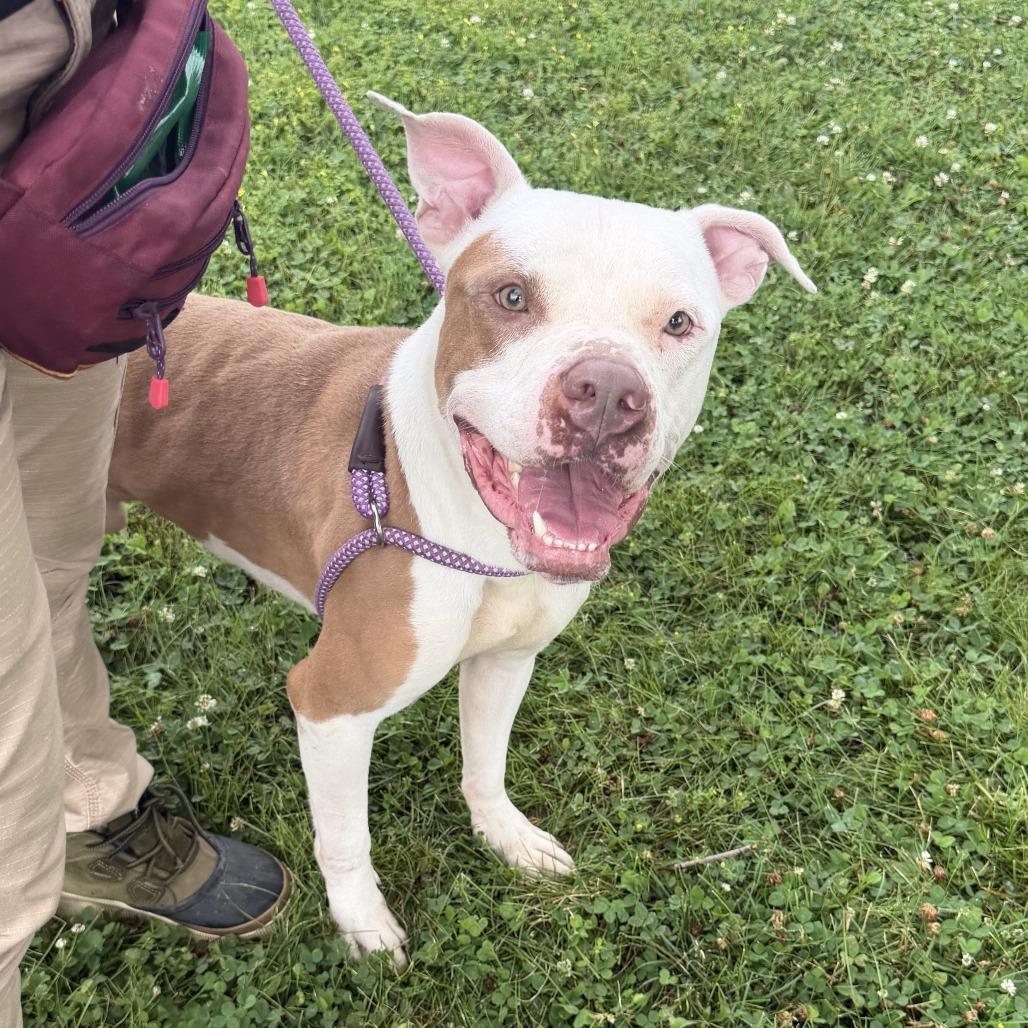 Enlarge "McFly", a Adoptable Staffordshire Bull Terrier in Conshohocken, PA image 5/6