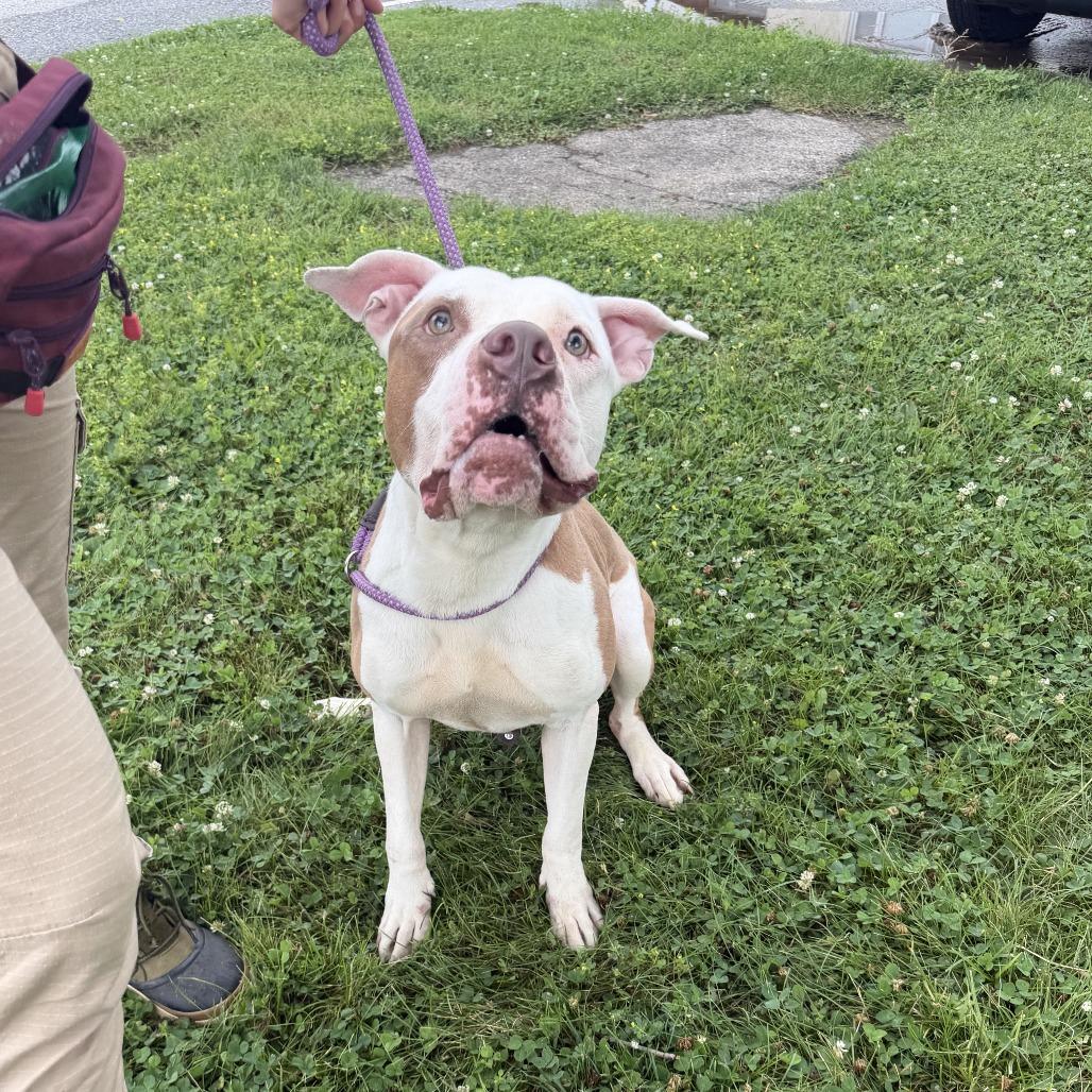 Enlarge "McFly", a Adoptable Staffordshire Bull Terrier in Conshohocken, PA image 6/6