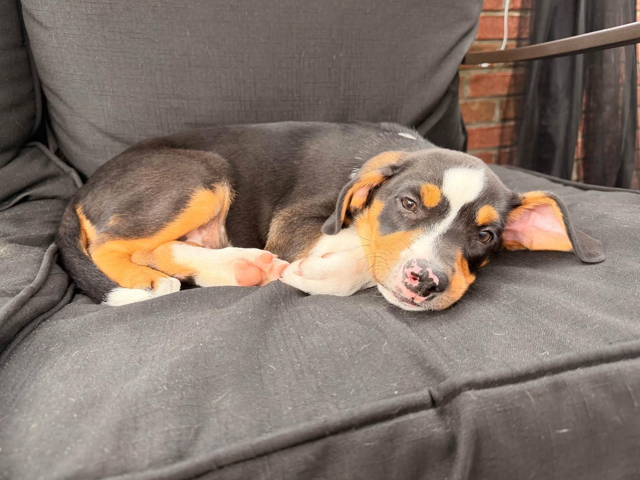 Millie, ADOPTABLE, Puppy Female Mixed Breed.