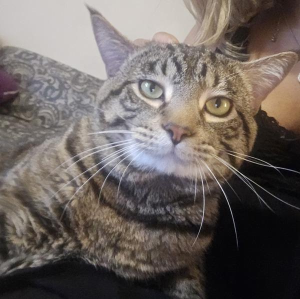 Mazda, Adoptable, Adult Male Domestic Short Hair.