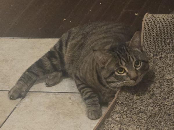 Mazda, a Adoptable mixed breed in Staten Island, NY image 1/6