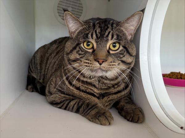 Mazda, a Adoptable mixed breed in Staten Island, NY image 3/6