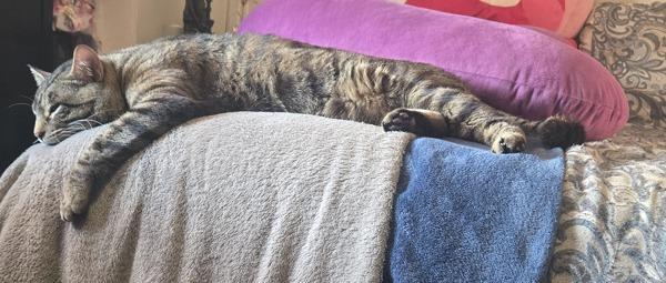 Mazda, a Adoptable mixed breed in Staten Island, NY image 4/6