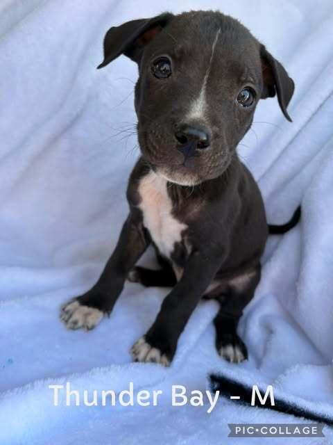 Thunder Bay, Adoptable, Puppy Male Mixed Breed.
