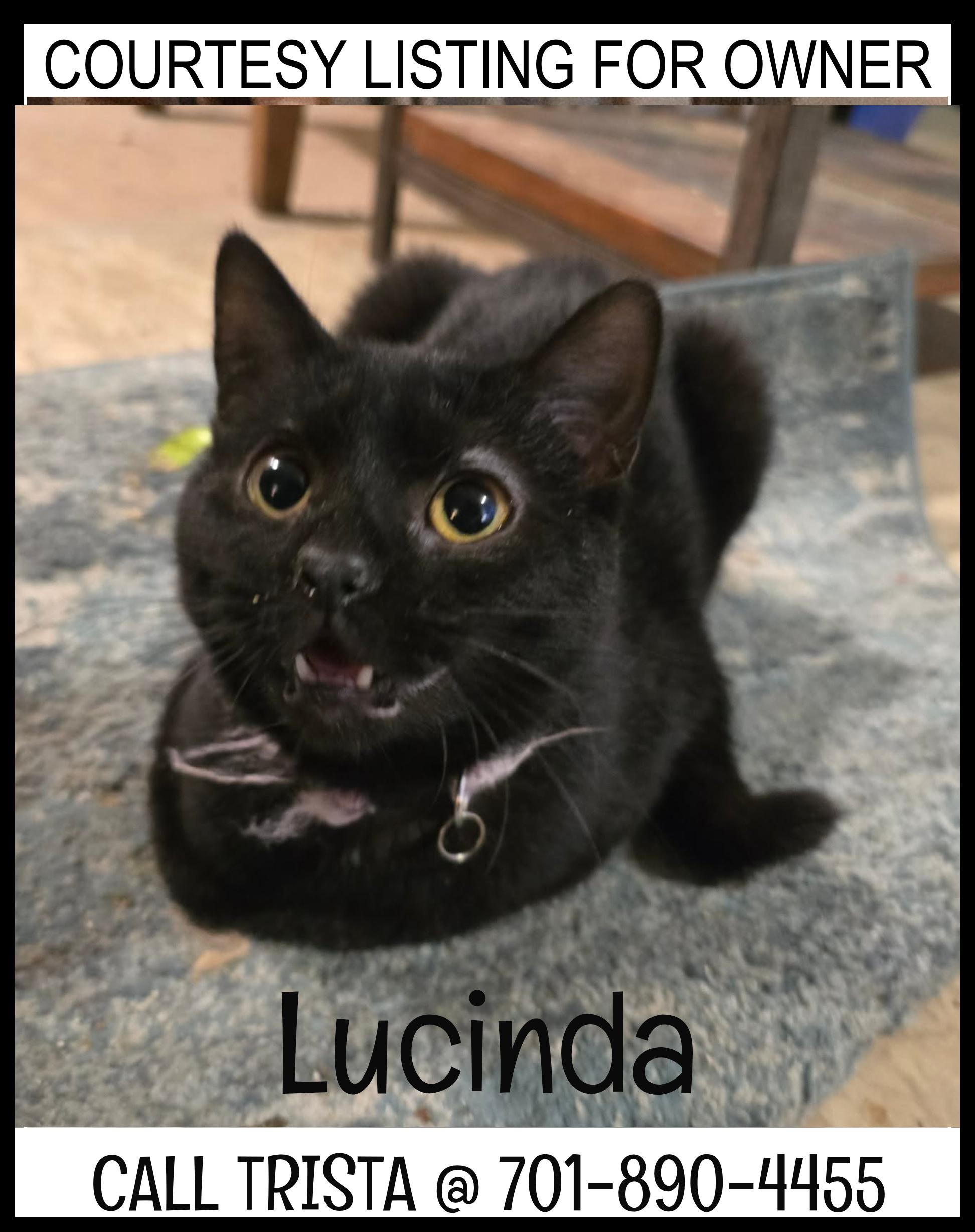 Lucinda - COURTESY LISTING FOR OWNER, ADOPTABLE, Adult Female Domestic Short Hair.