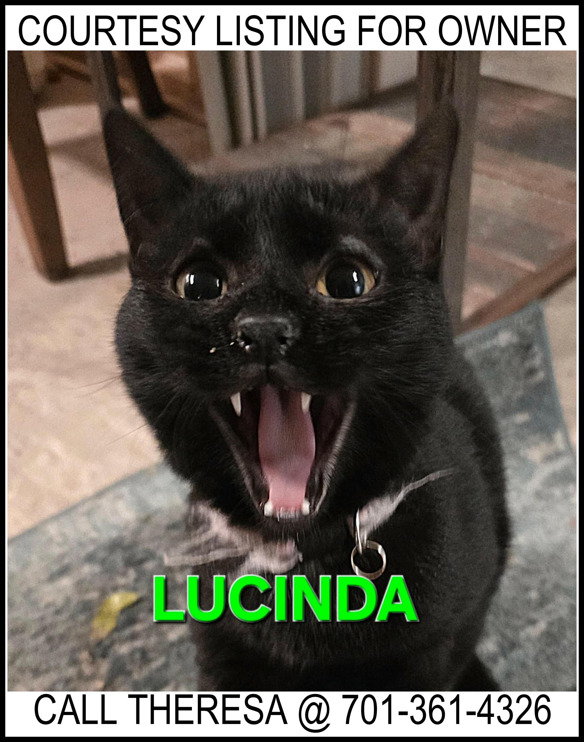 Enlarge Lucinda - COURTESY LISTING FOR OWNER, a ADOPTABLE Domestic Short Hair in Valley City, ND image 1/1