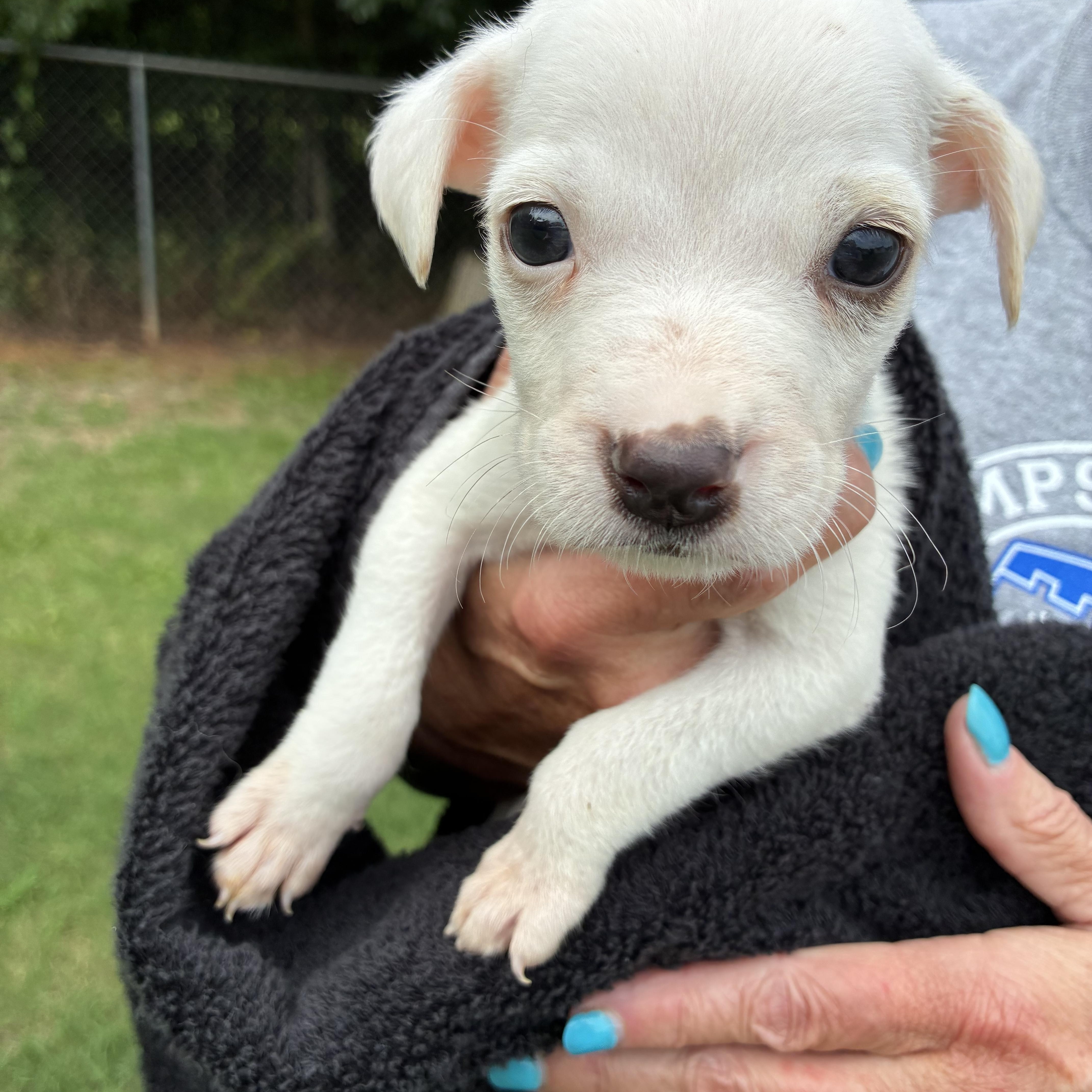 Cannoli, a ADOPTABLE mixed breed in Woodruff, SC image 3/6