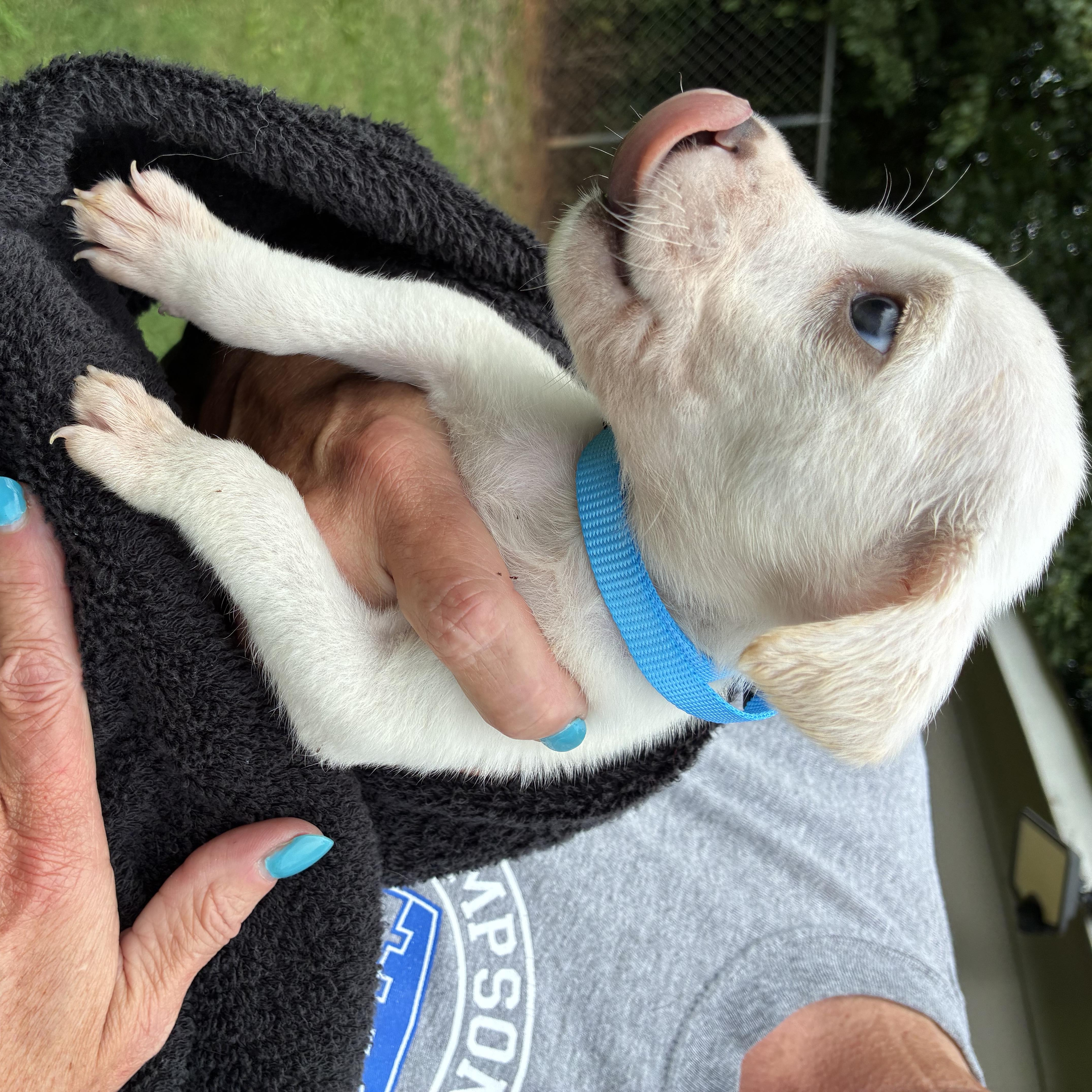 Cannoli, a ADOPTABLE mixed breed in Woodruff, SC image 6/6