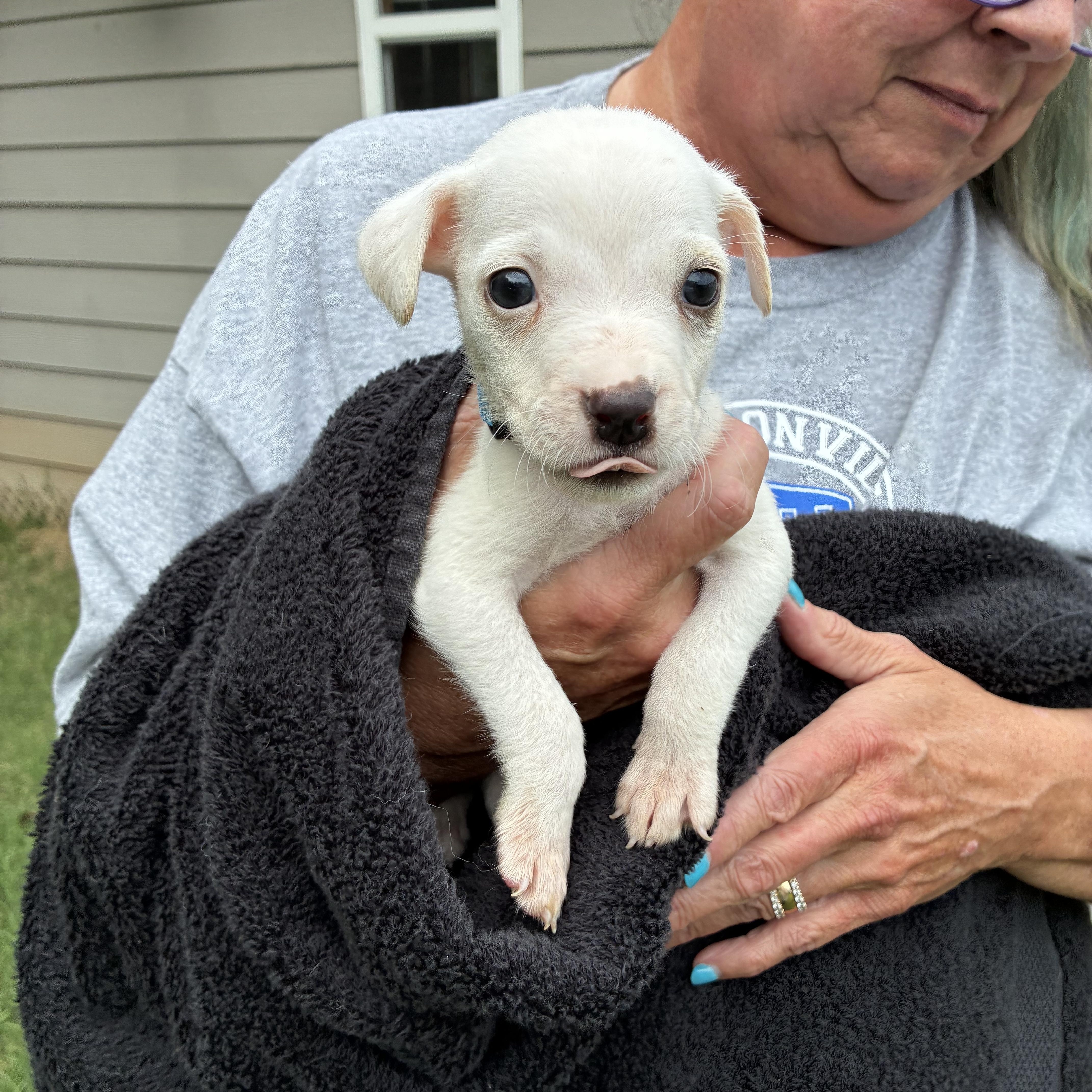 Cannoli, ADOPTABLE, Puppy Male Chihuahua.