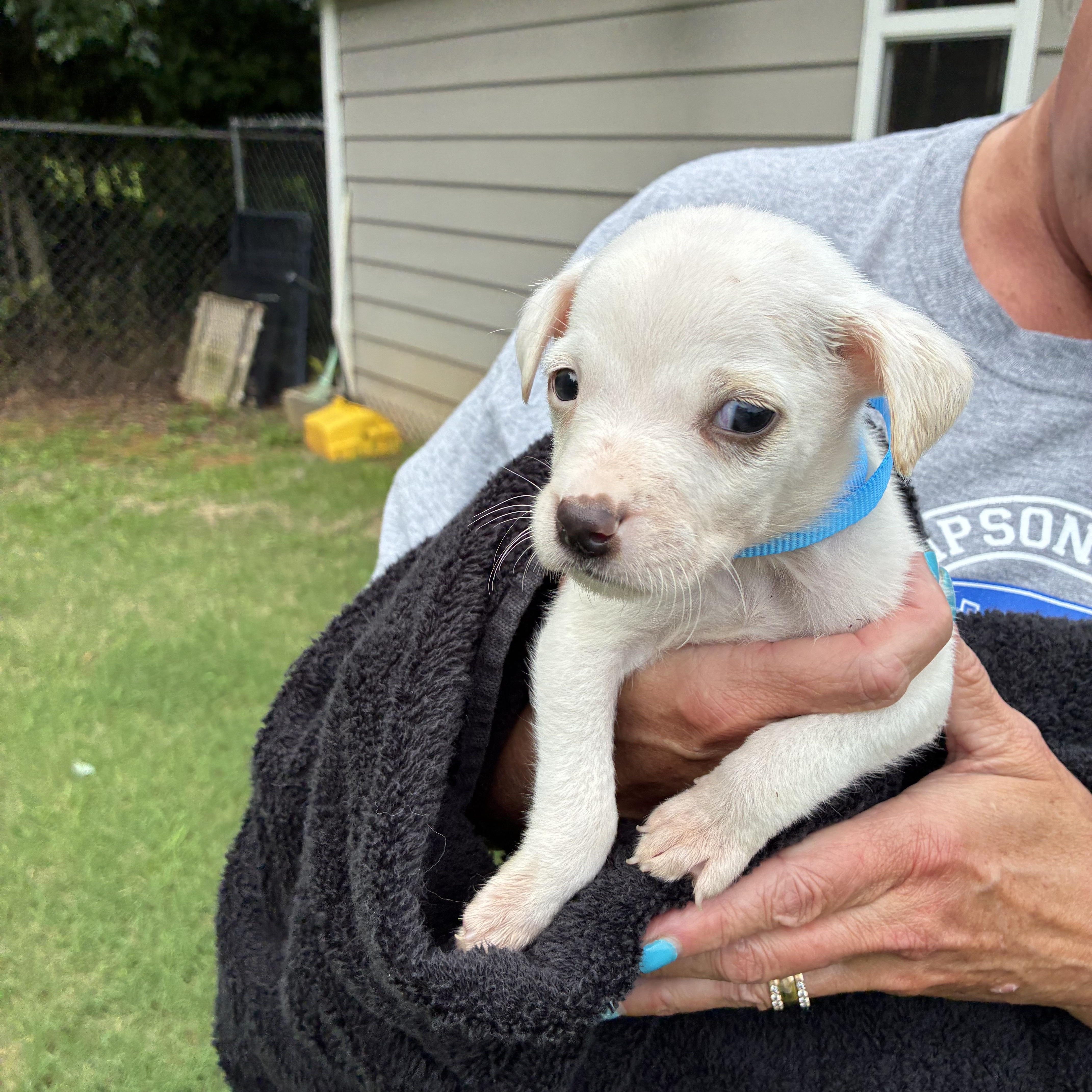 Cannoli, a ADOPTABLE mixed breed in Woodruff, SC image 2/6