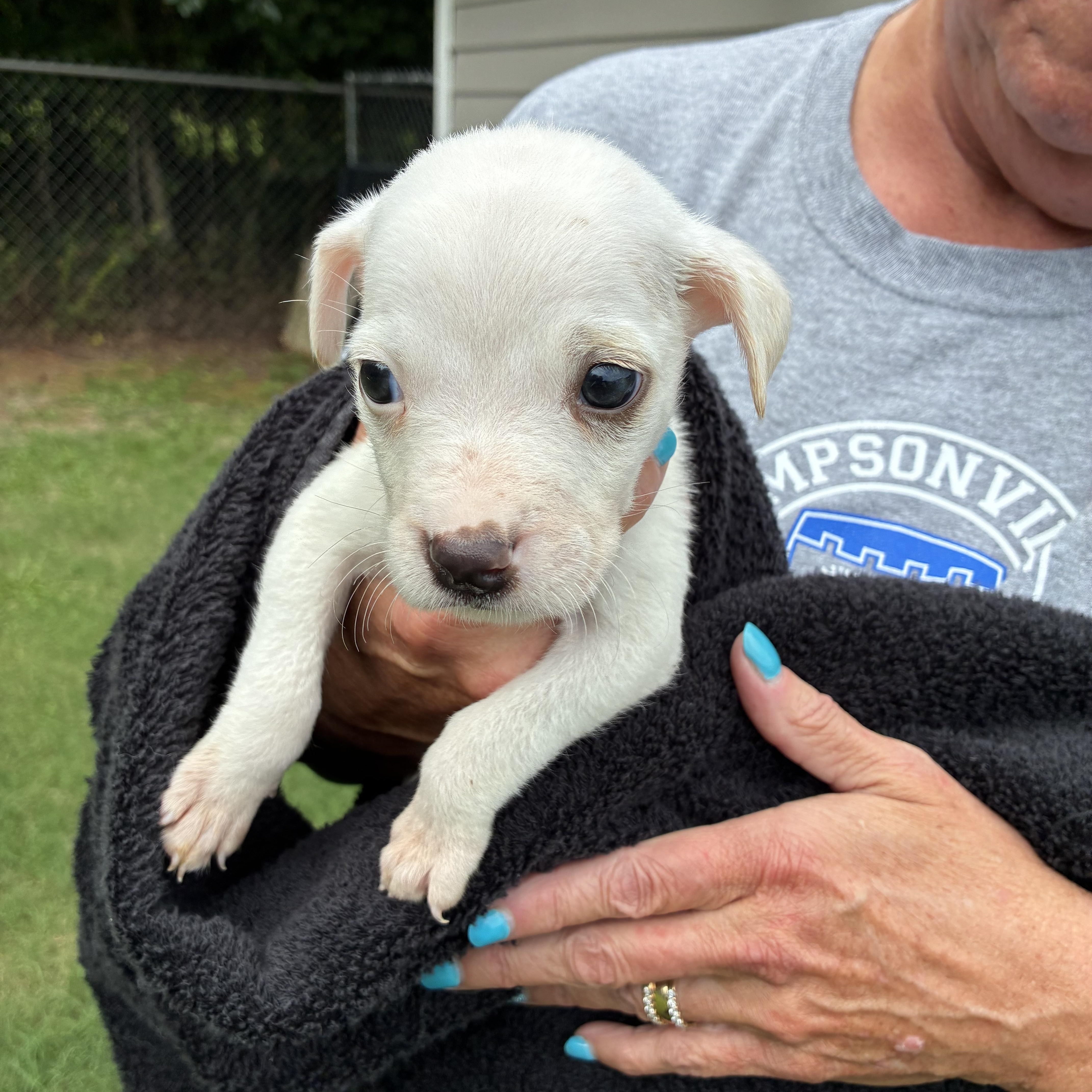 Cannoli, a ADOPTABLE mixed breed in Woodruff, SC image 4/6