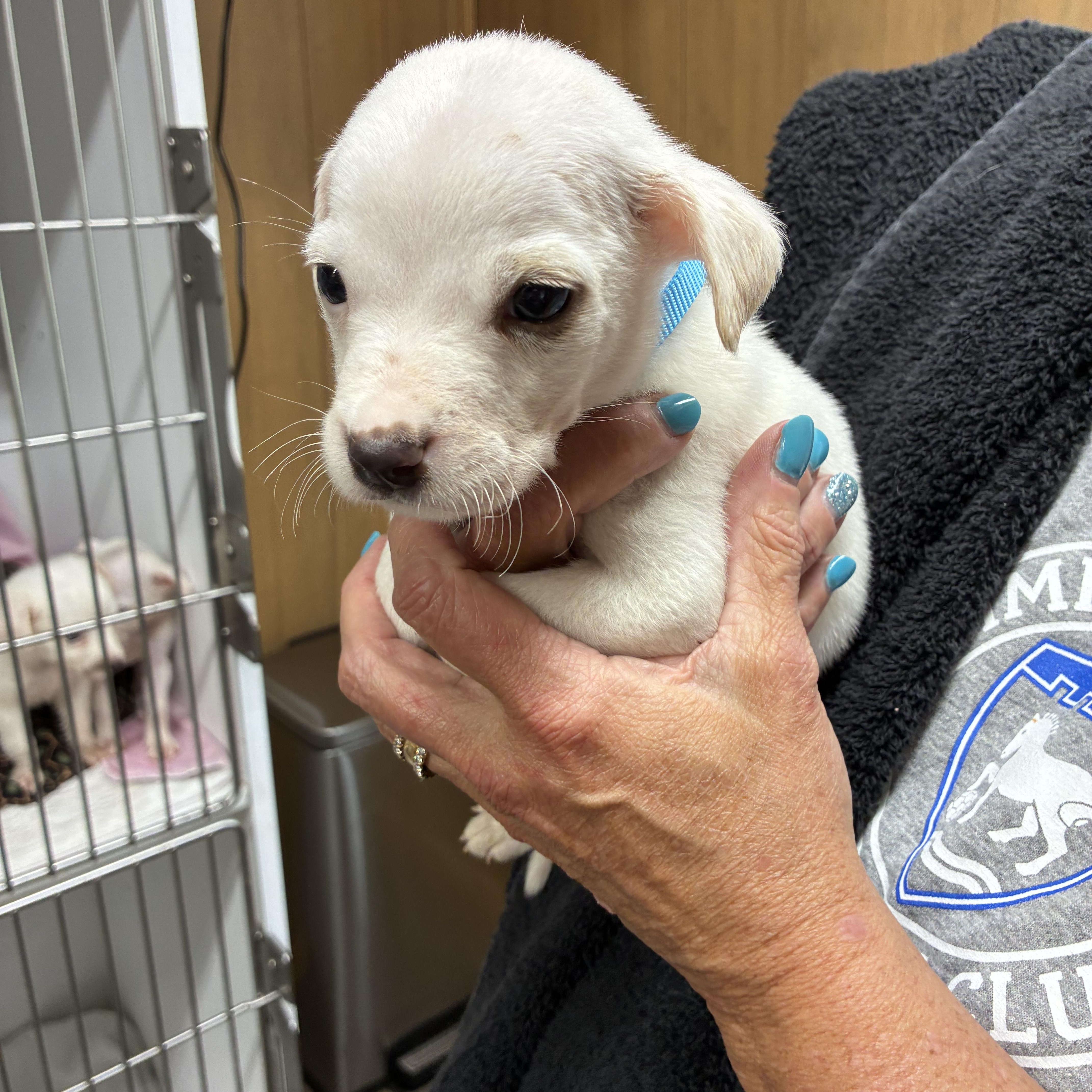 Cannoli, a ADOPTABLE mixed breed in Woodruff, SC image 5/6