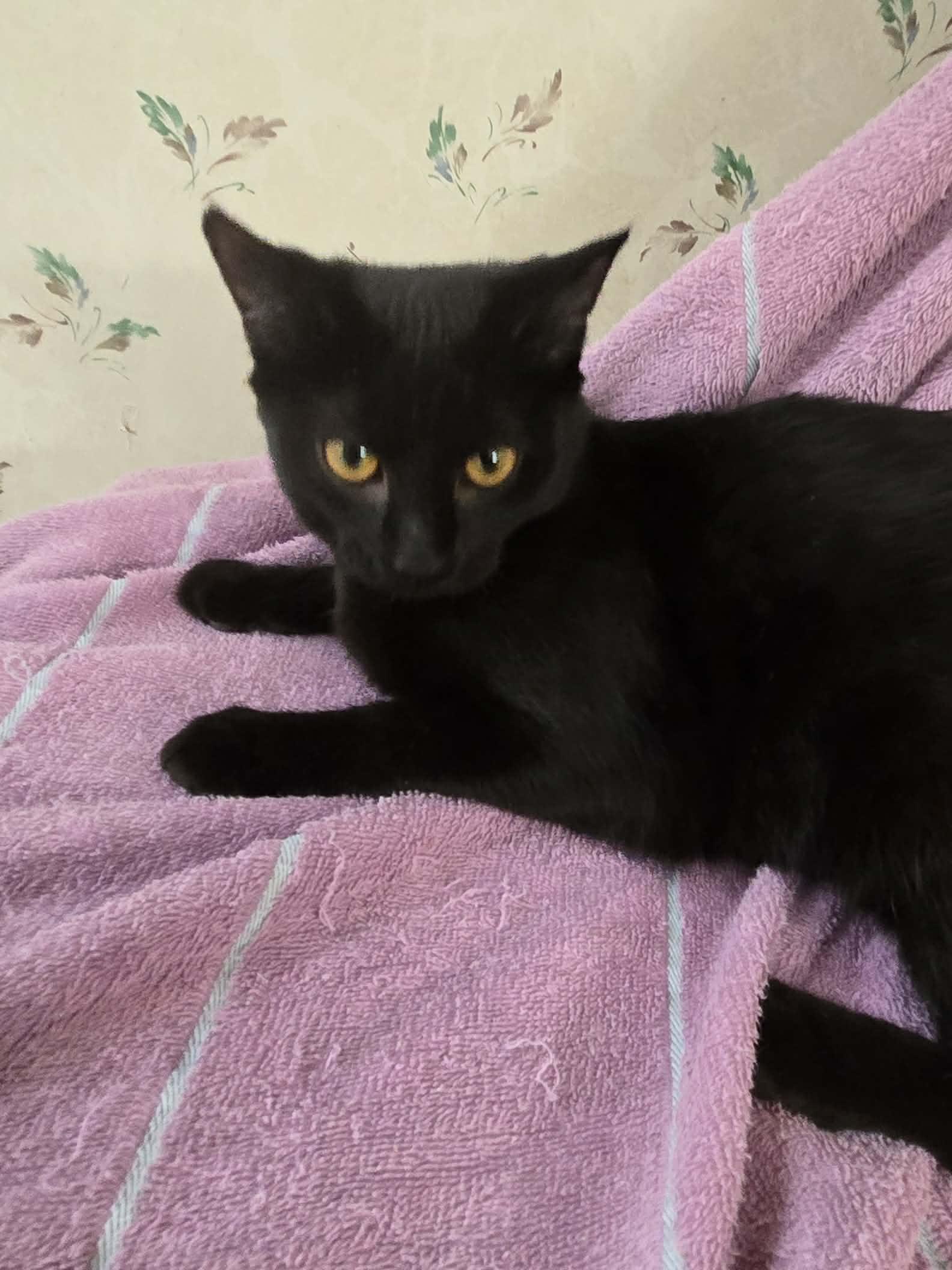 Enlarge Vanessa, a Adoptable Domestic Short Hair in Roxboro, NC image 2/2