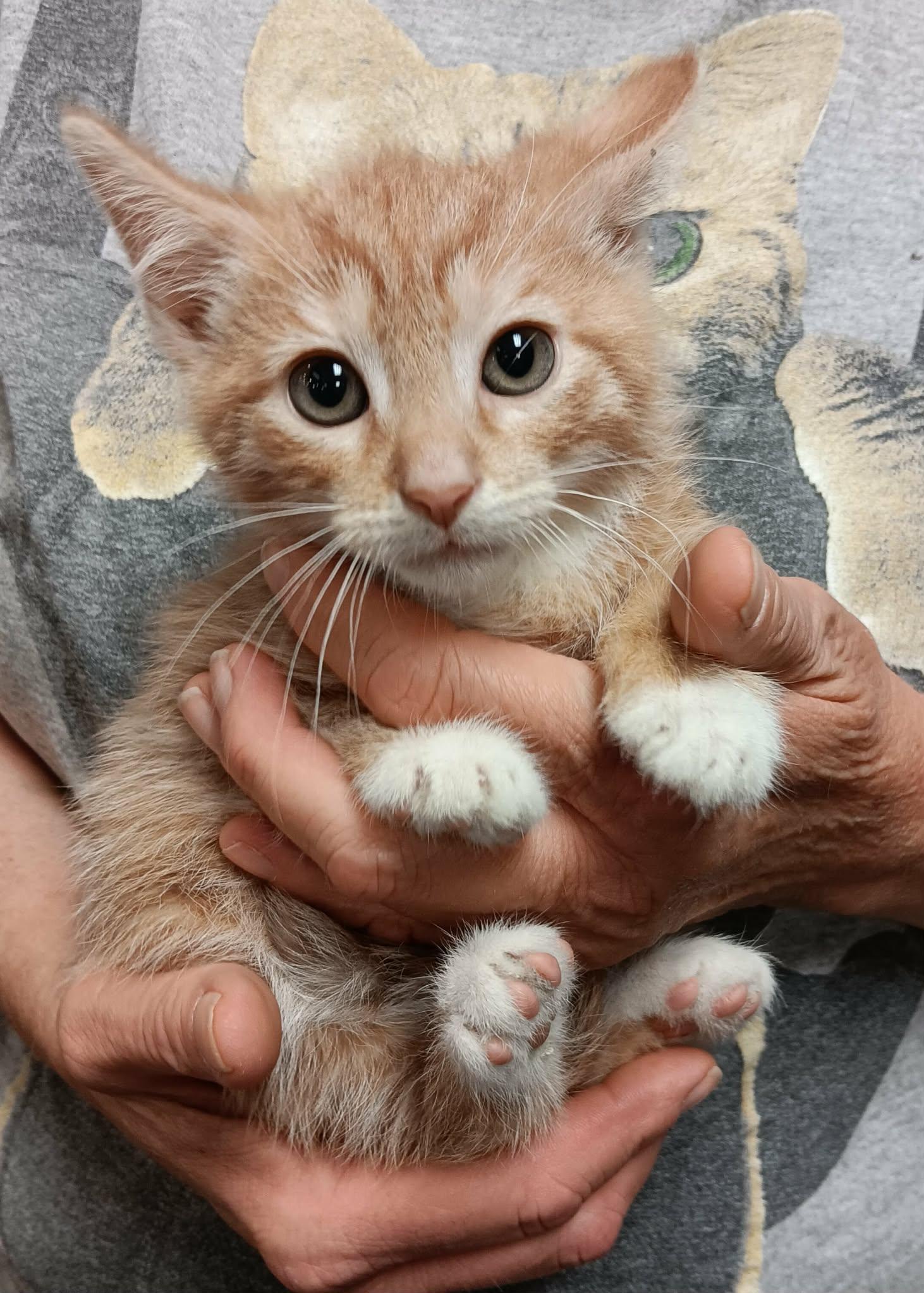 Maui, Adoptable, Kitten Male Domestic Short Hair.
