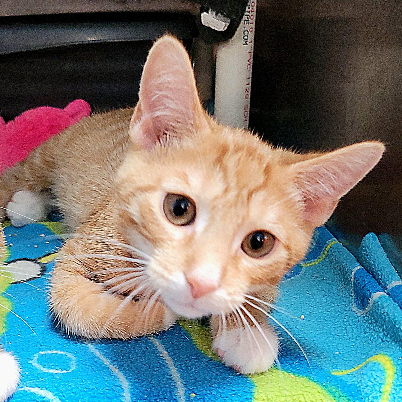 Maui, a Adoptable Domestic Short Hair in Akron, OH image 2/3