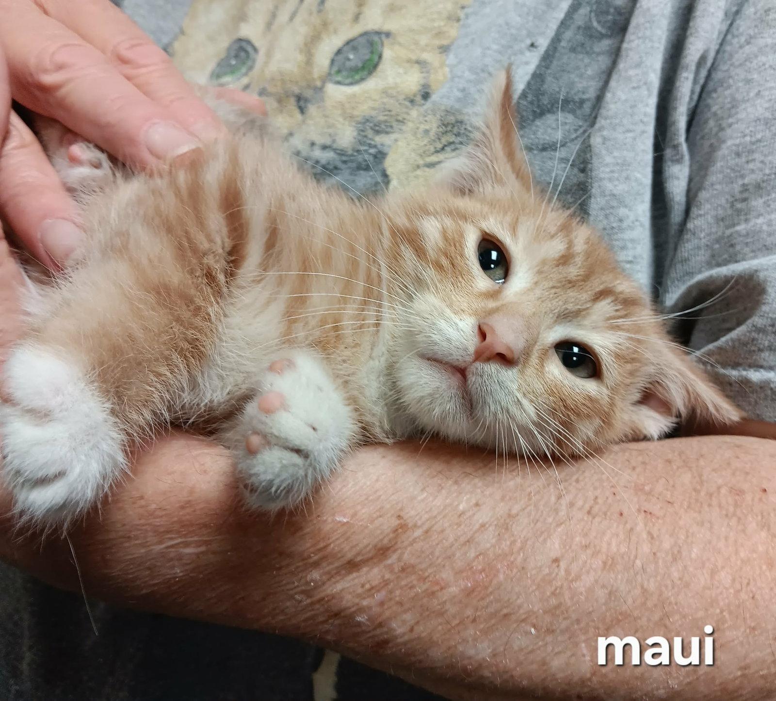 Enlarge Maui, a Adoptable Domestic Short Hair in Akron, OH image 3/3