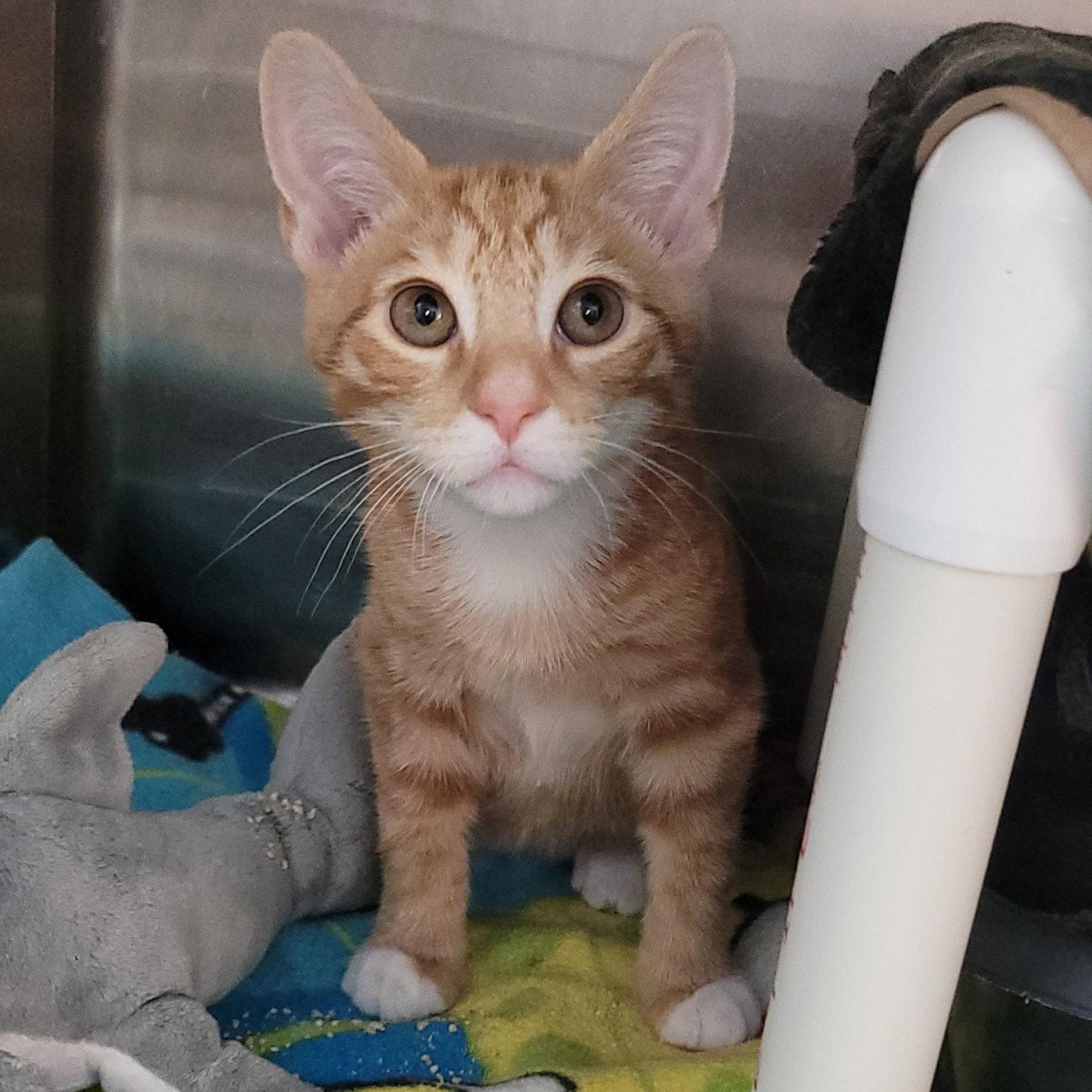 Maui, a Adoptable Domestic Short Hair in Akron, OH image 3/3