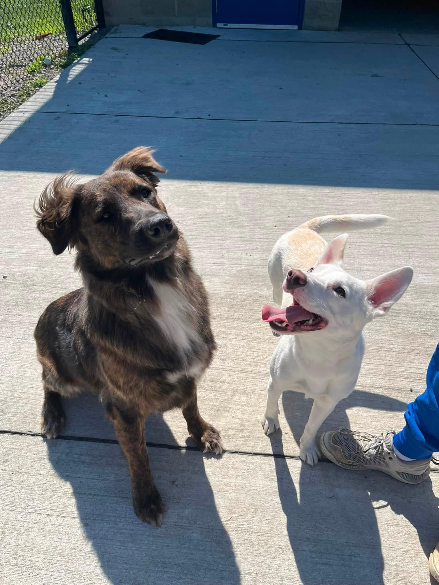 Ghost, an adopted mixed breed in Lincoln Park, MI image 2/3