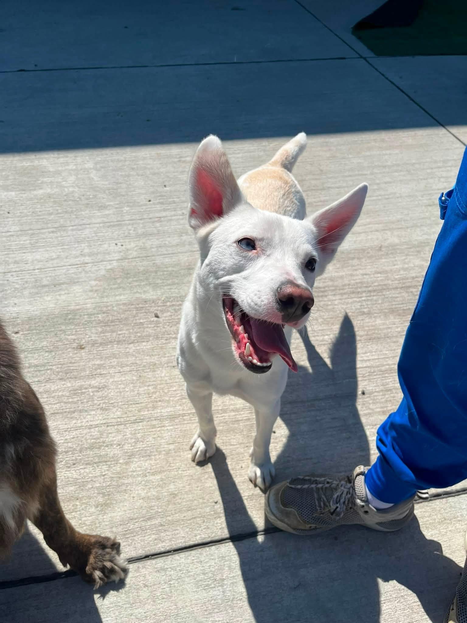 Ghost, adopted, Adult Male Husky & Chihuahua.