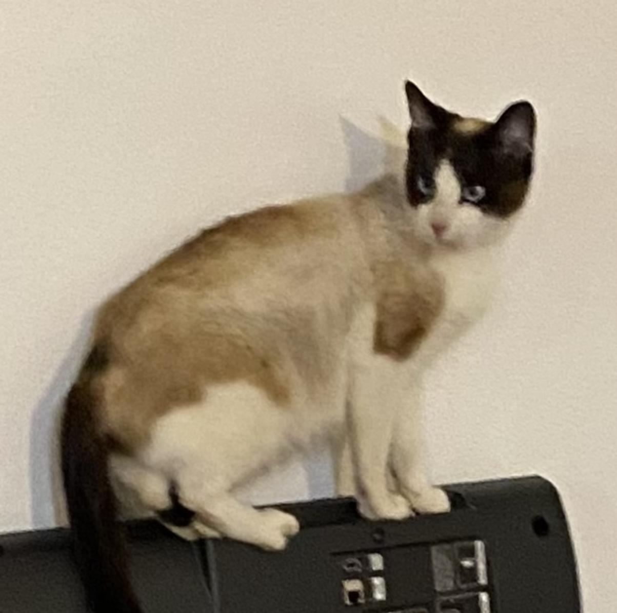 Jessica, Adoptable, Adult Female Snowshoe & Domestic Short Hair.