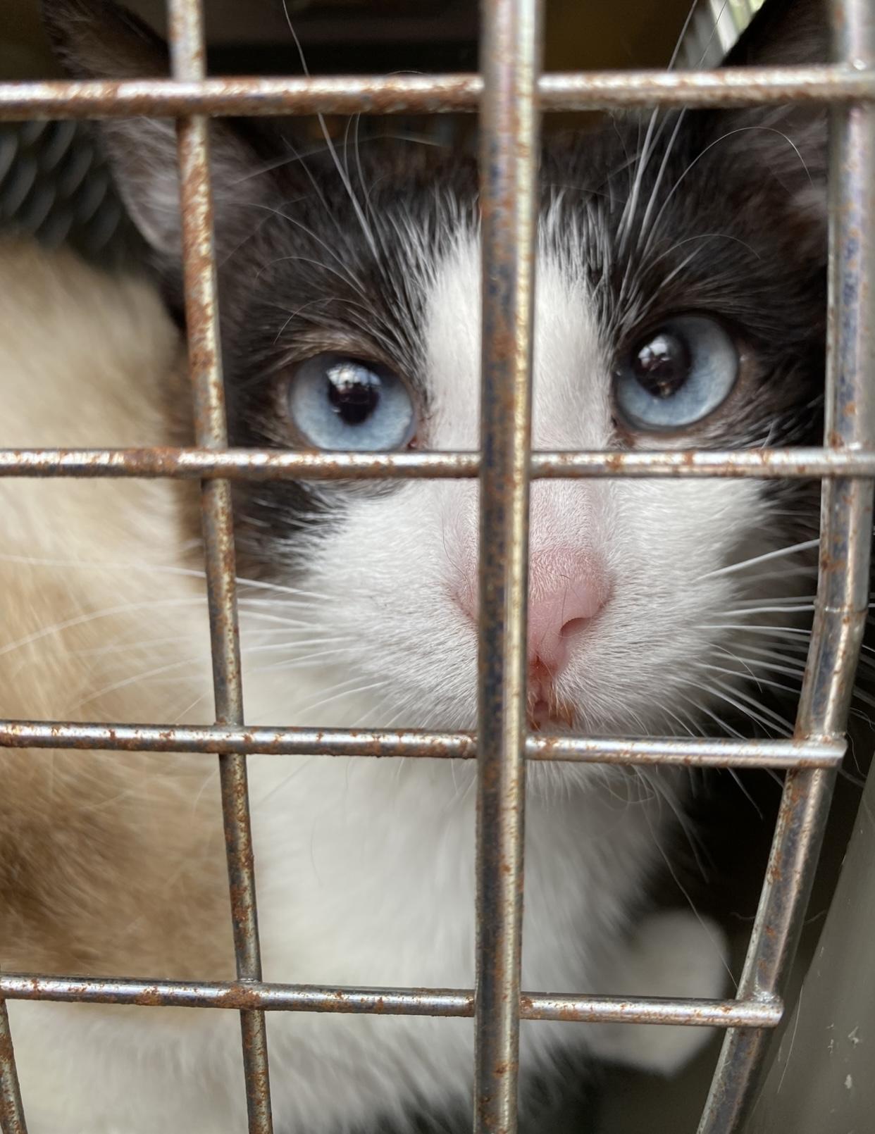 Jessica, a Adoptable mixed breed in Port Washington, WI image 2/2