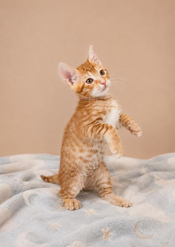 Emeril, Adoptable, Kitten Male Domestic Short Hair.